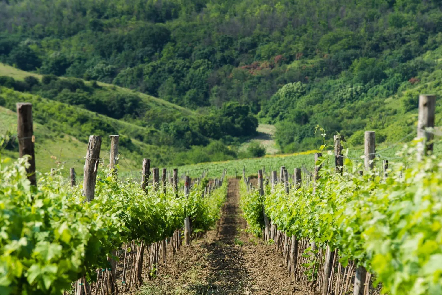 View (from property/room) in Seven Generations Winery Hotel