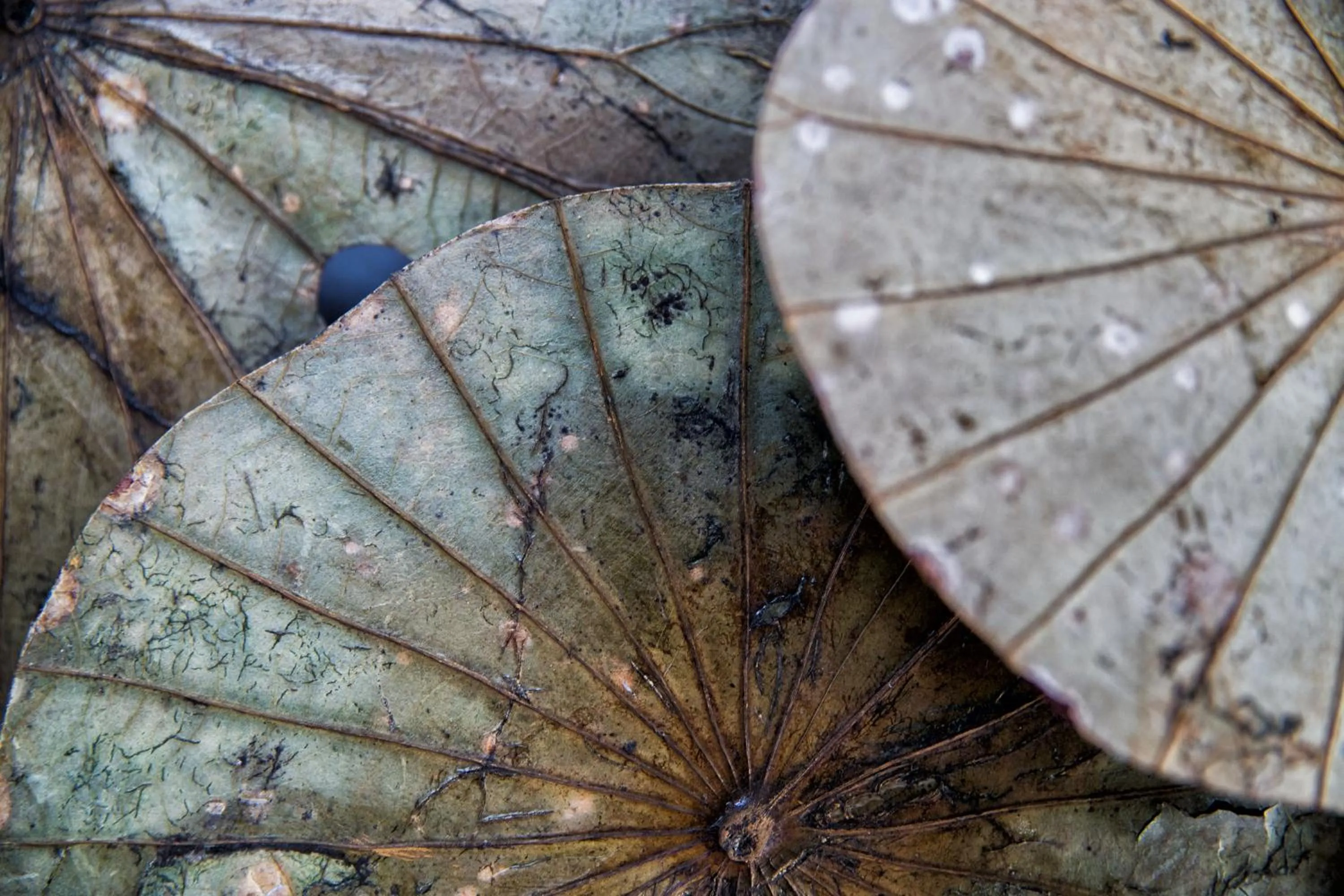 Other in Sri Sharavi Beach Villas & Spa - with 43 metre saltwater infinity pool