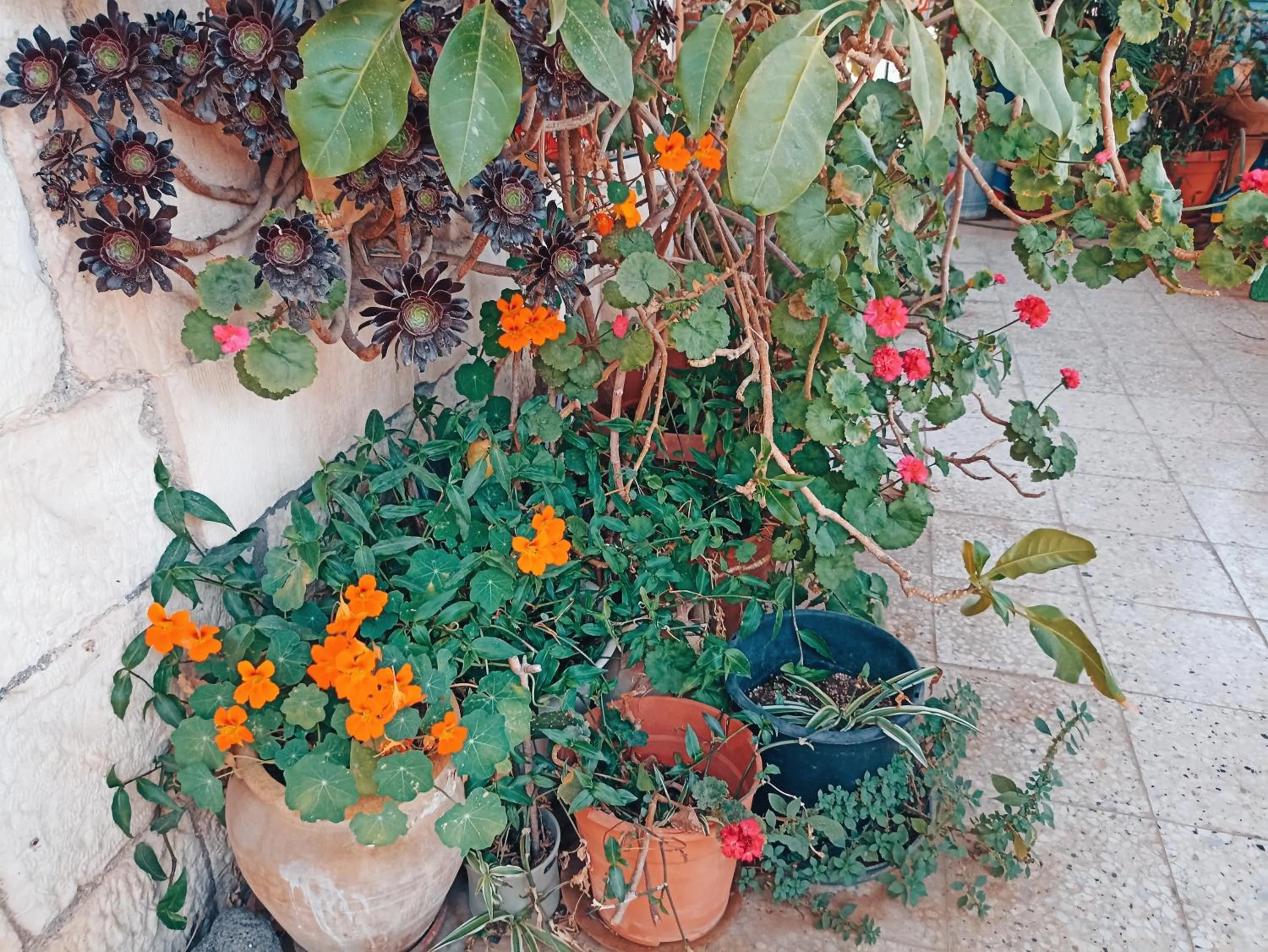 Garden in Diana's B&B