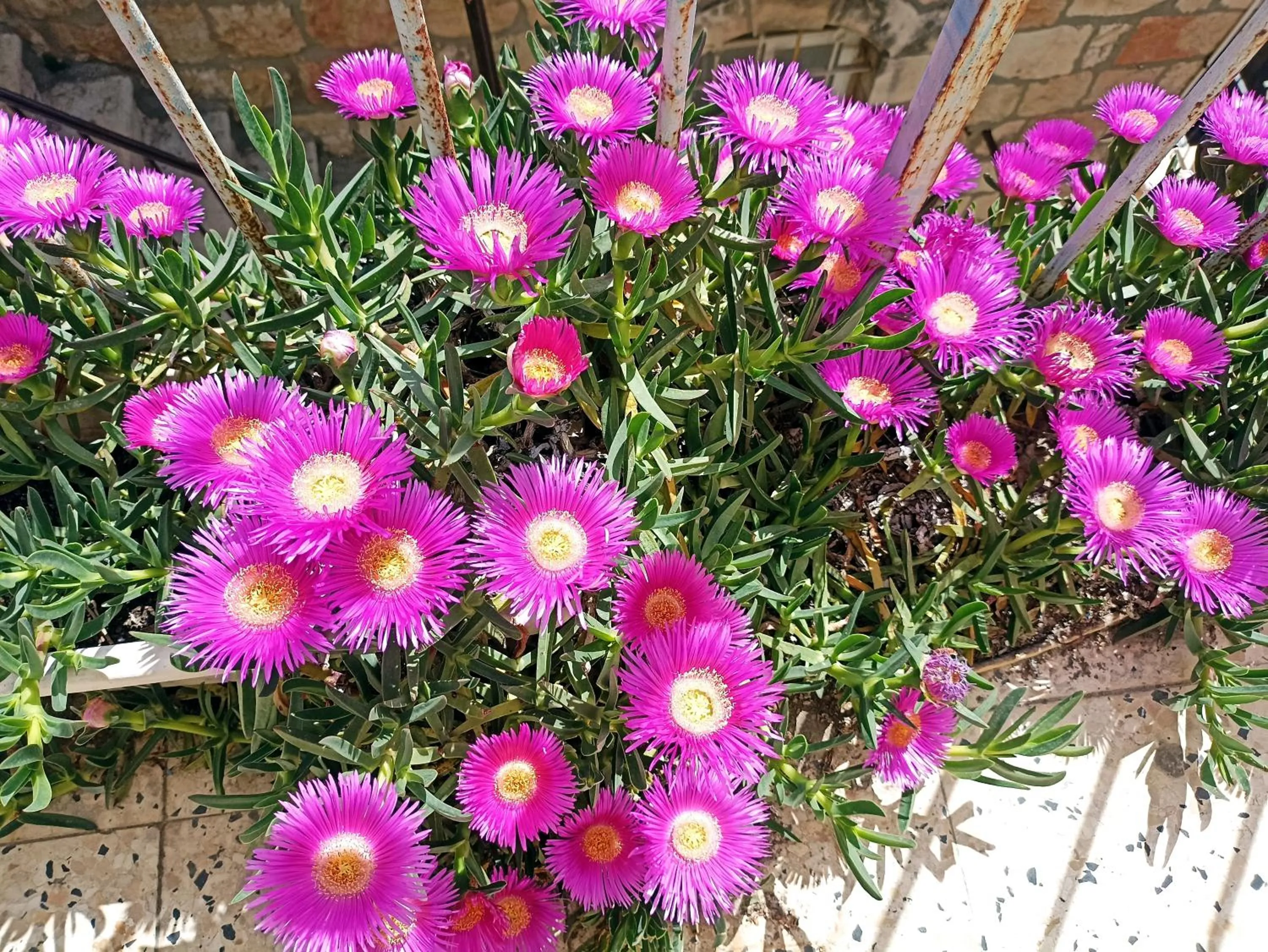 Garden in Diana's B&B