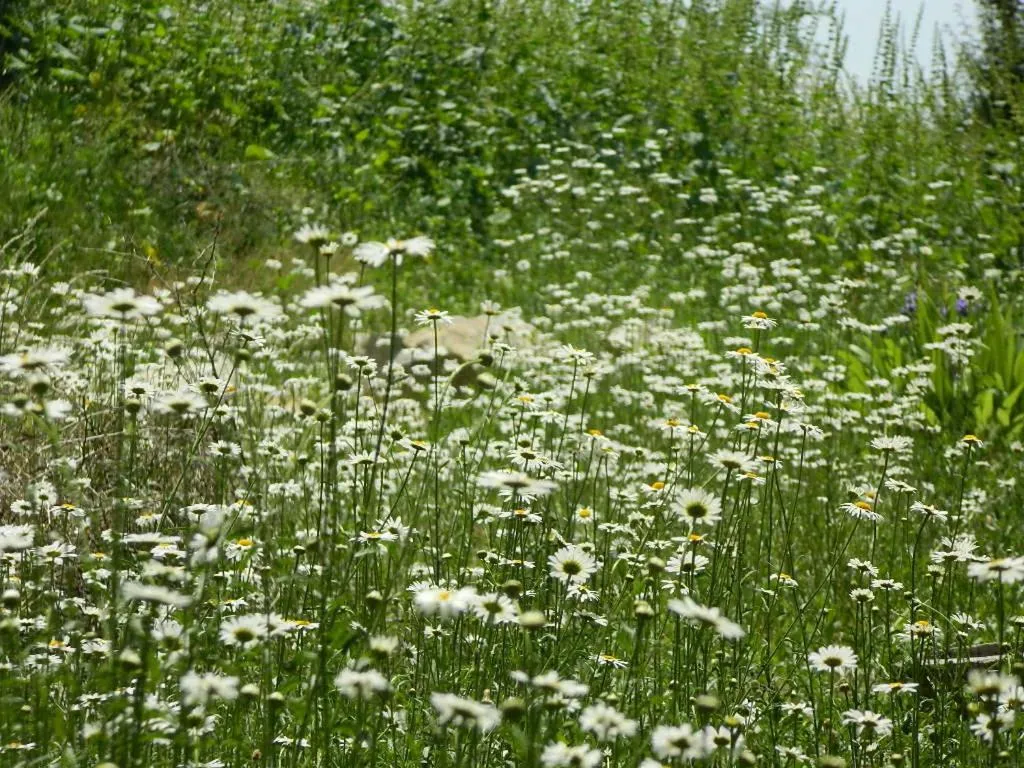 Natural landscape in The Woodstock Resort