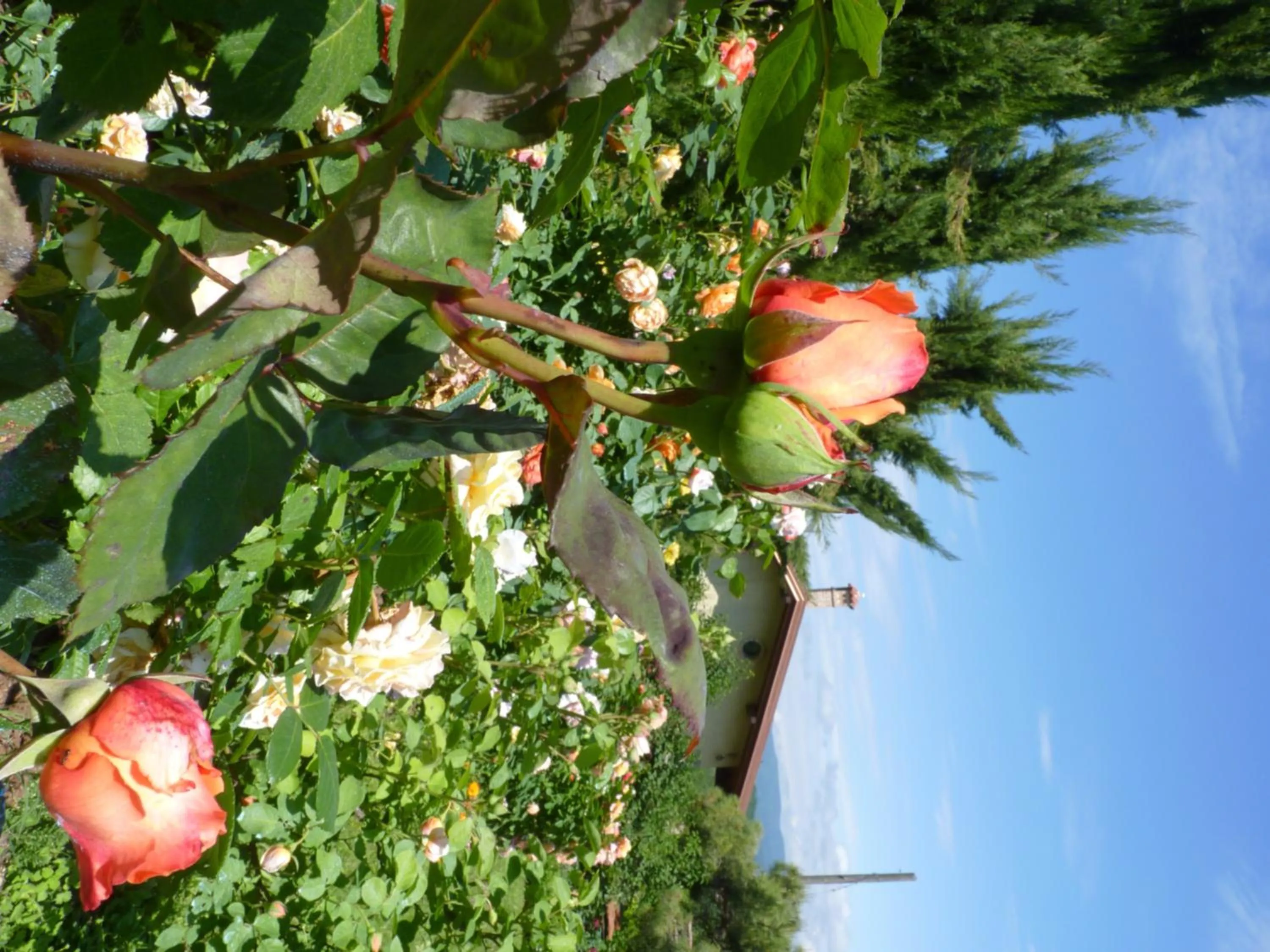 Garden view in B&B The Roses Garden