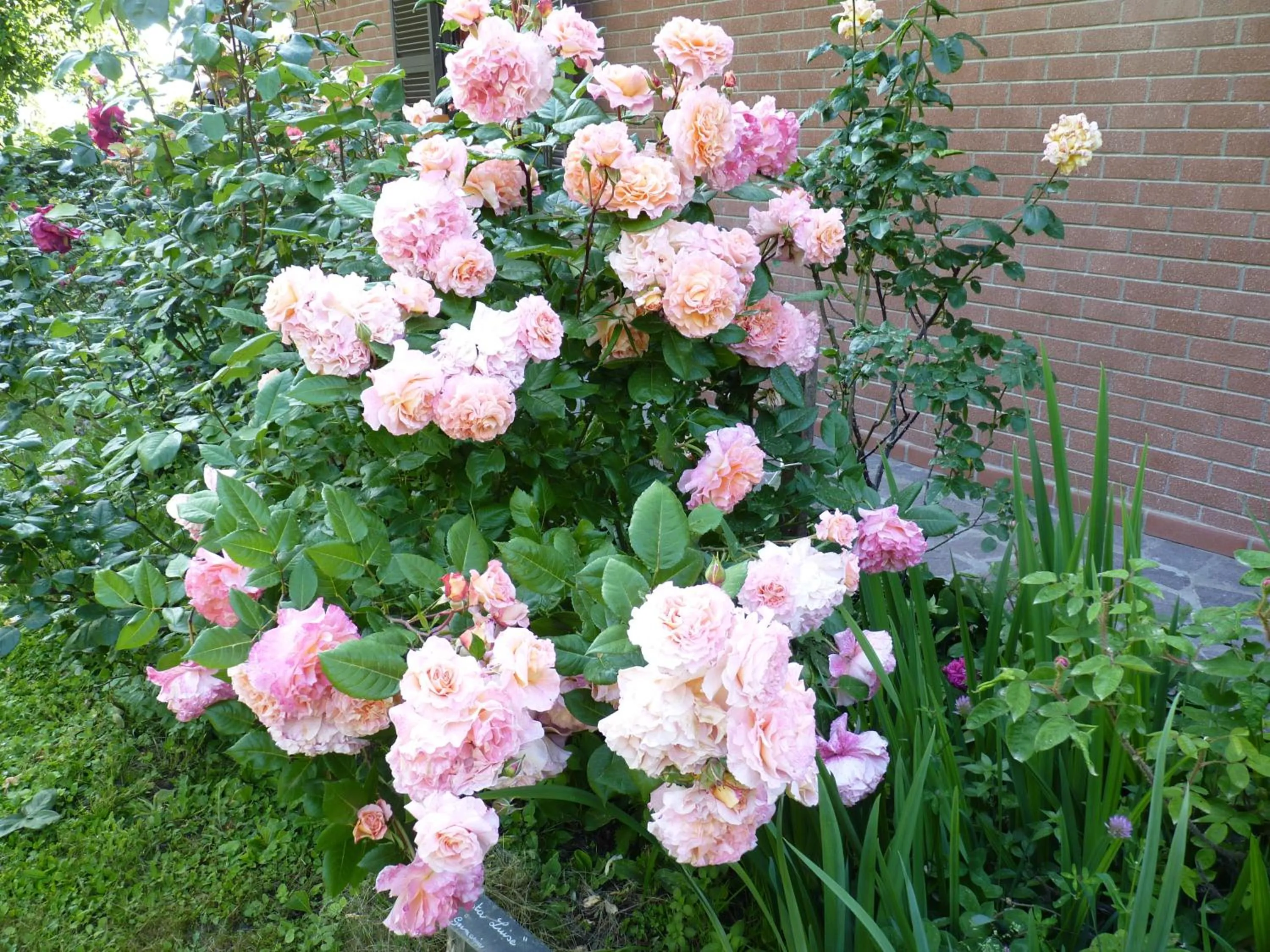Garden view in B&B The Roses Garden