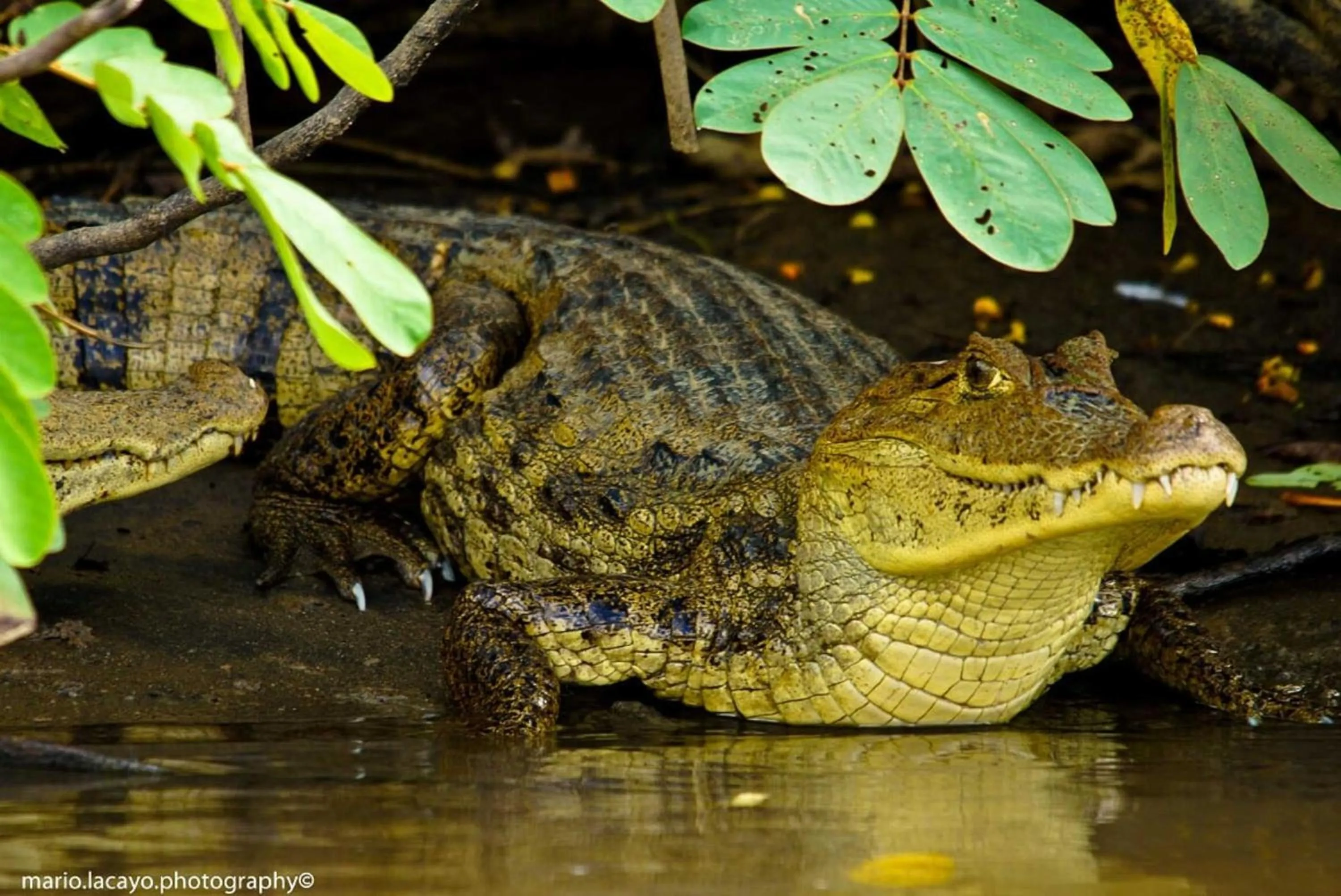 Activities in Natural Lodge Caño Negro