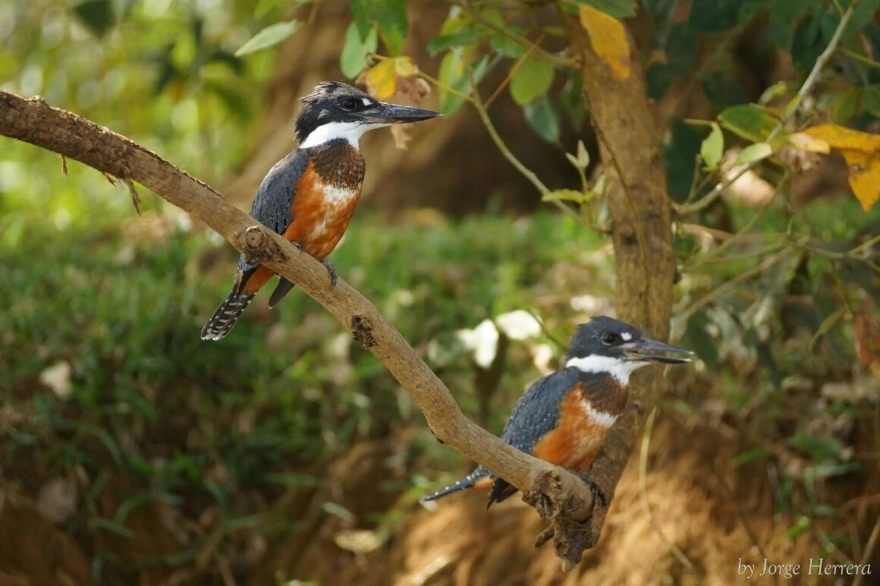 Hiking in Natural Lodge Caño Negro