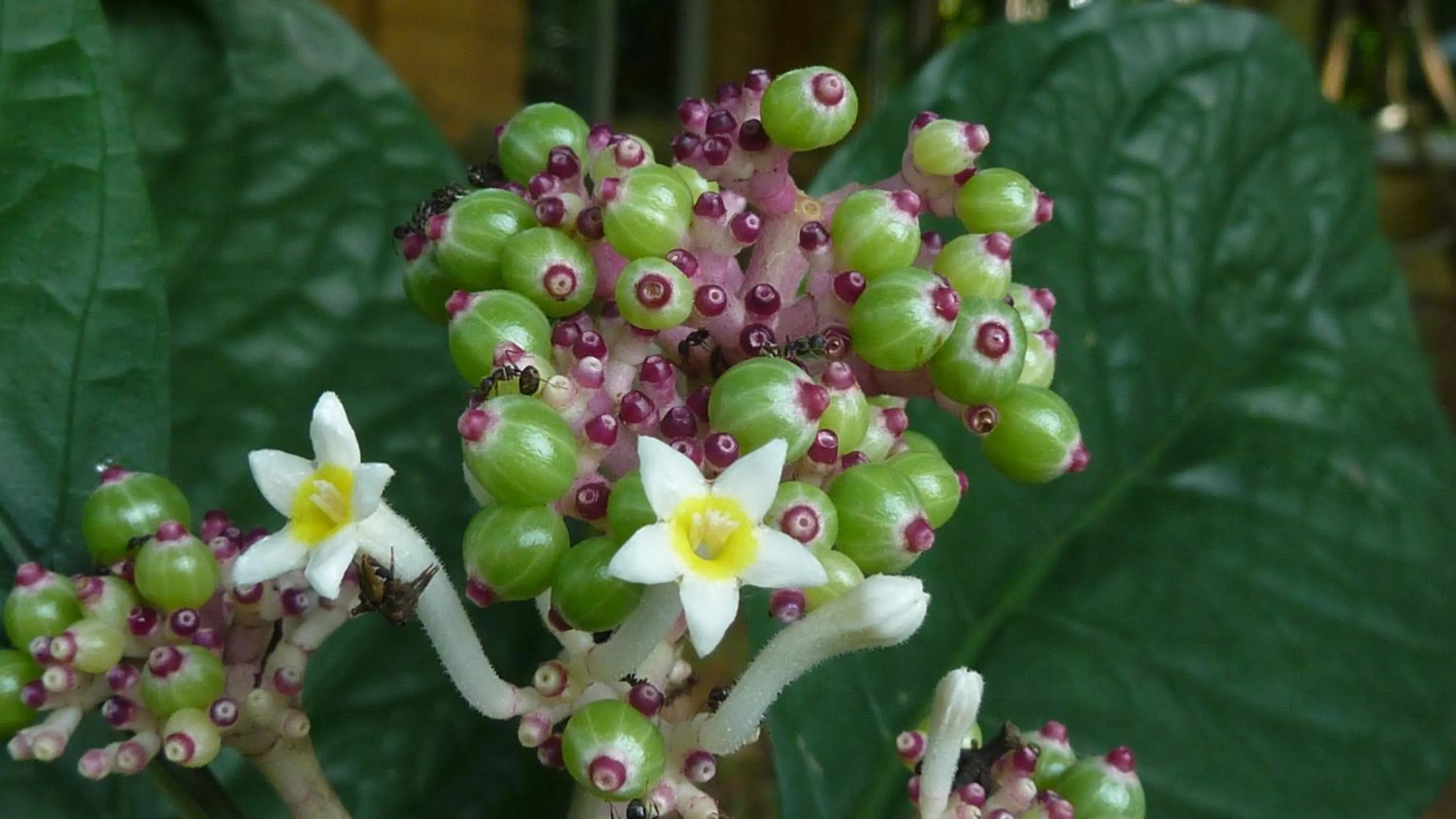 Garden in Baandin Chiewlarn