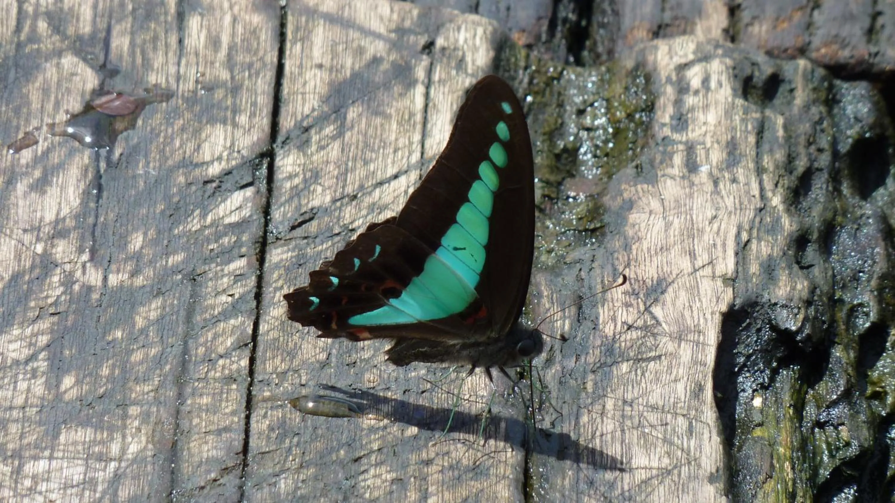 Garden in Baandin Chiewlarn