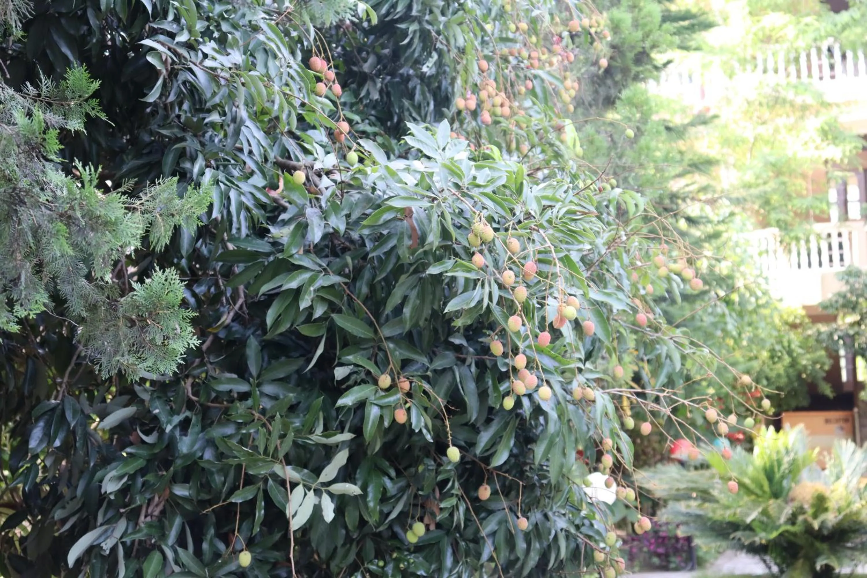 Garden view in Eco Adventure Resort