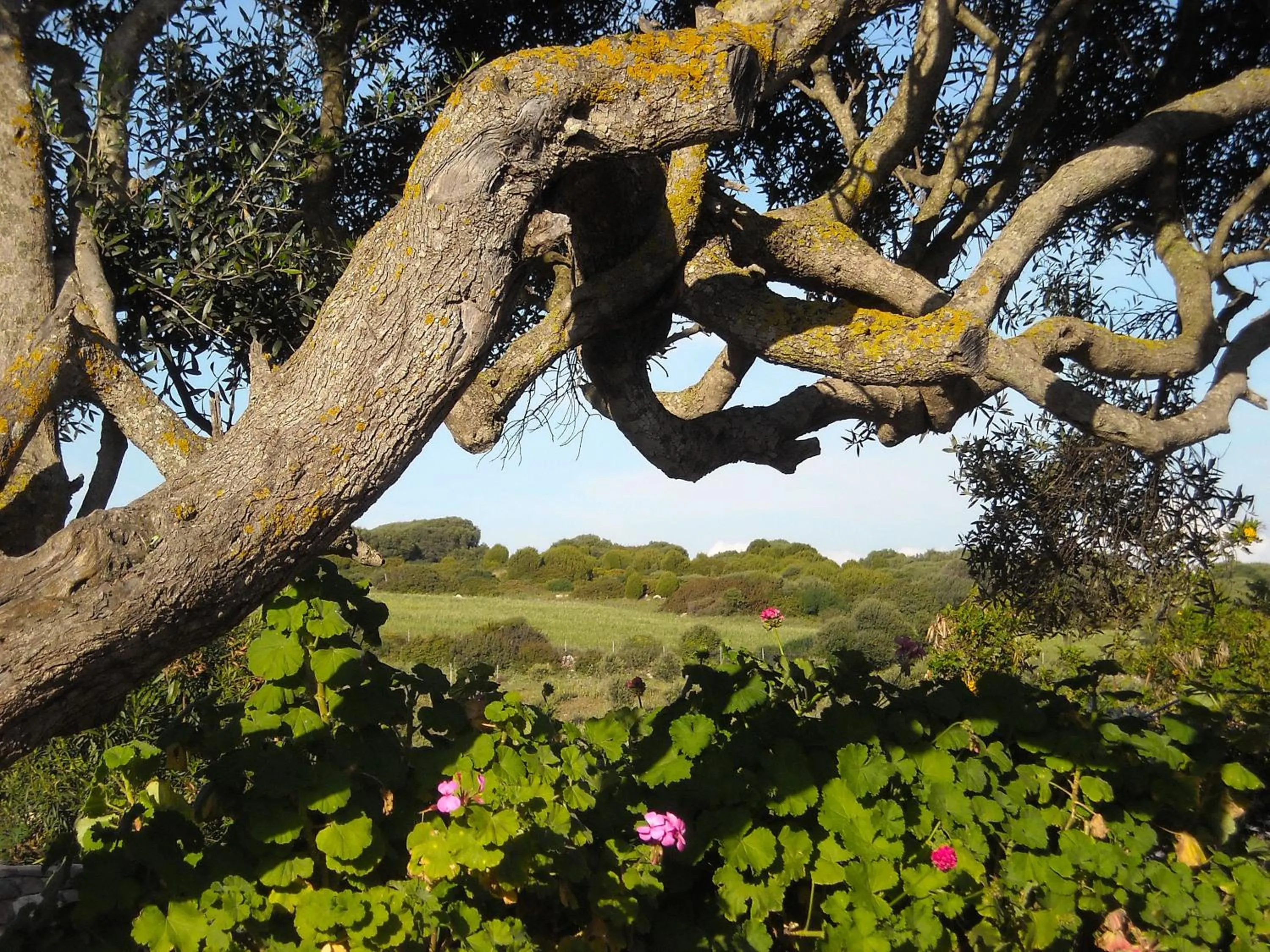 Garden in Sa Ruscitta