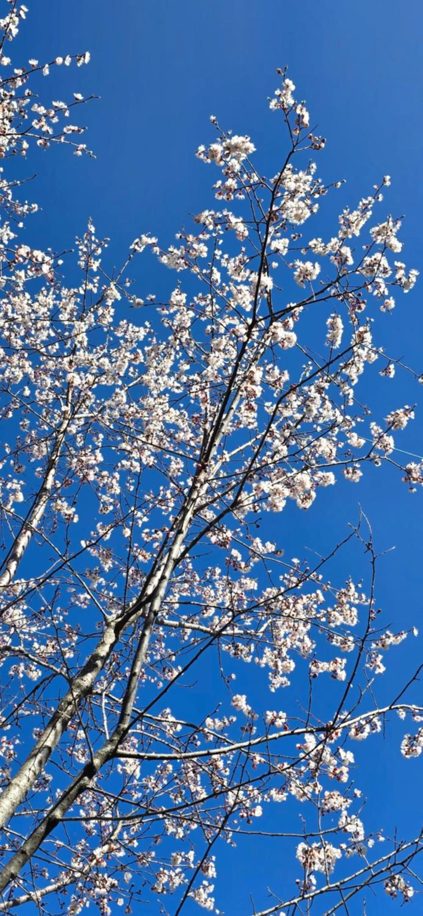 Activities in The Pluck- Boutique Luxury Homestay