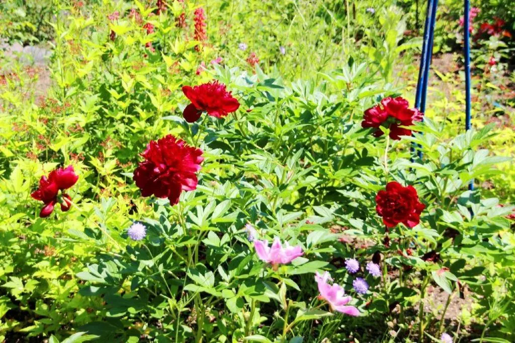 Ryobou Hanaemi Hotel