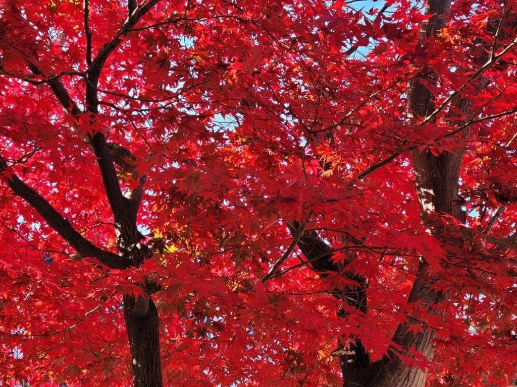 Seorak Mt., The East Sea and hot spring