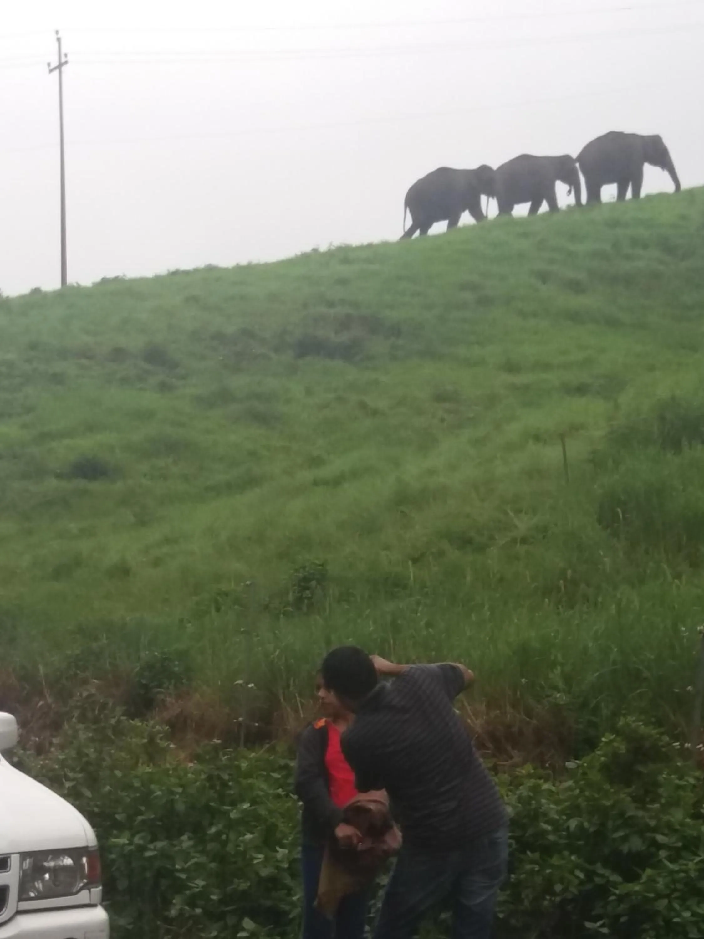 Animals in Monsoon Grande