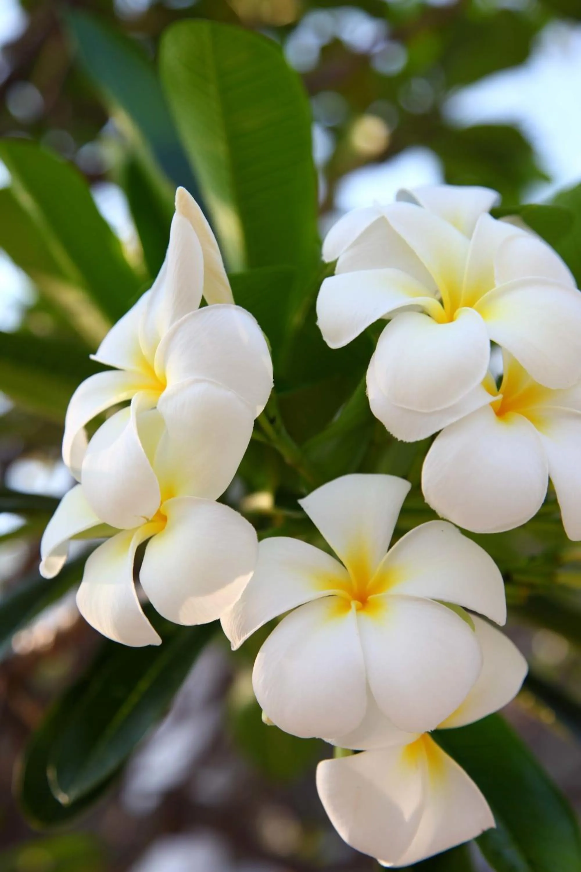 Garden in Korat Resort Hotel