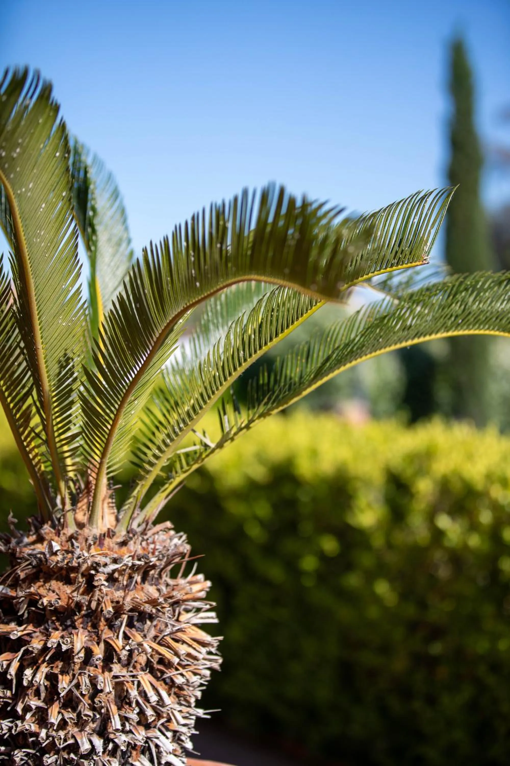 Garden in Affittacamere Campus Trigoria