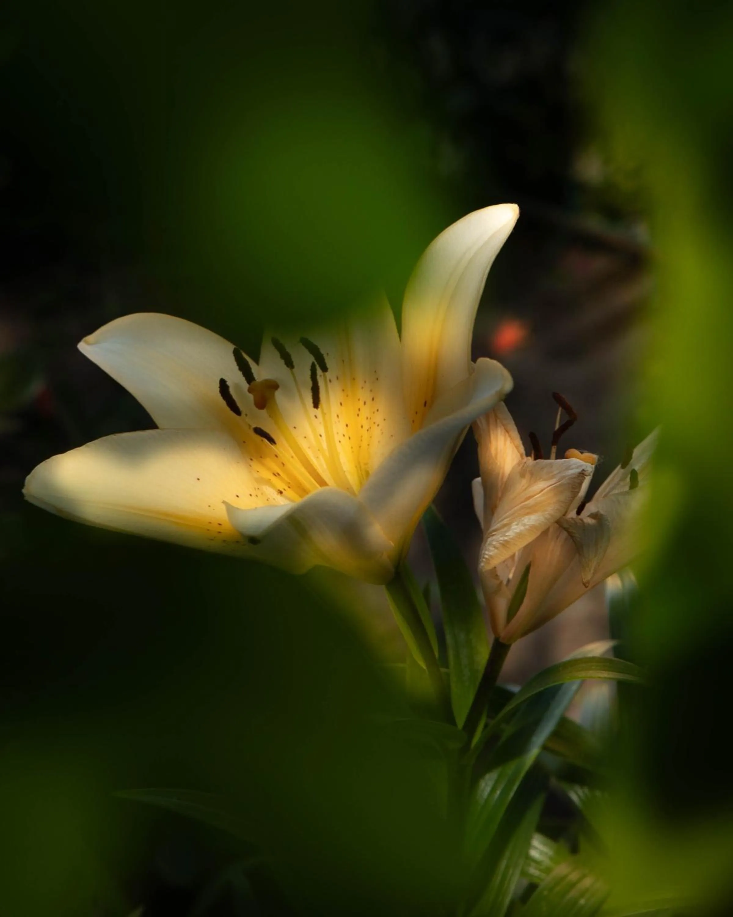 Garden in Affittacamere Campus Trigoria