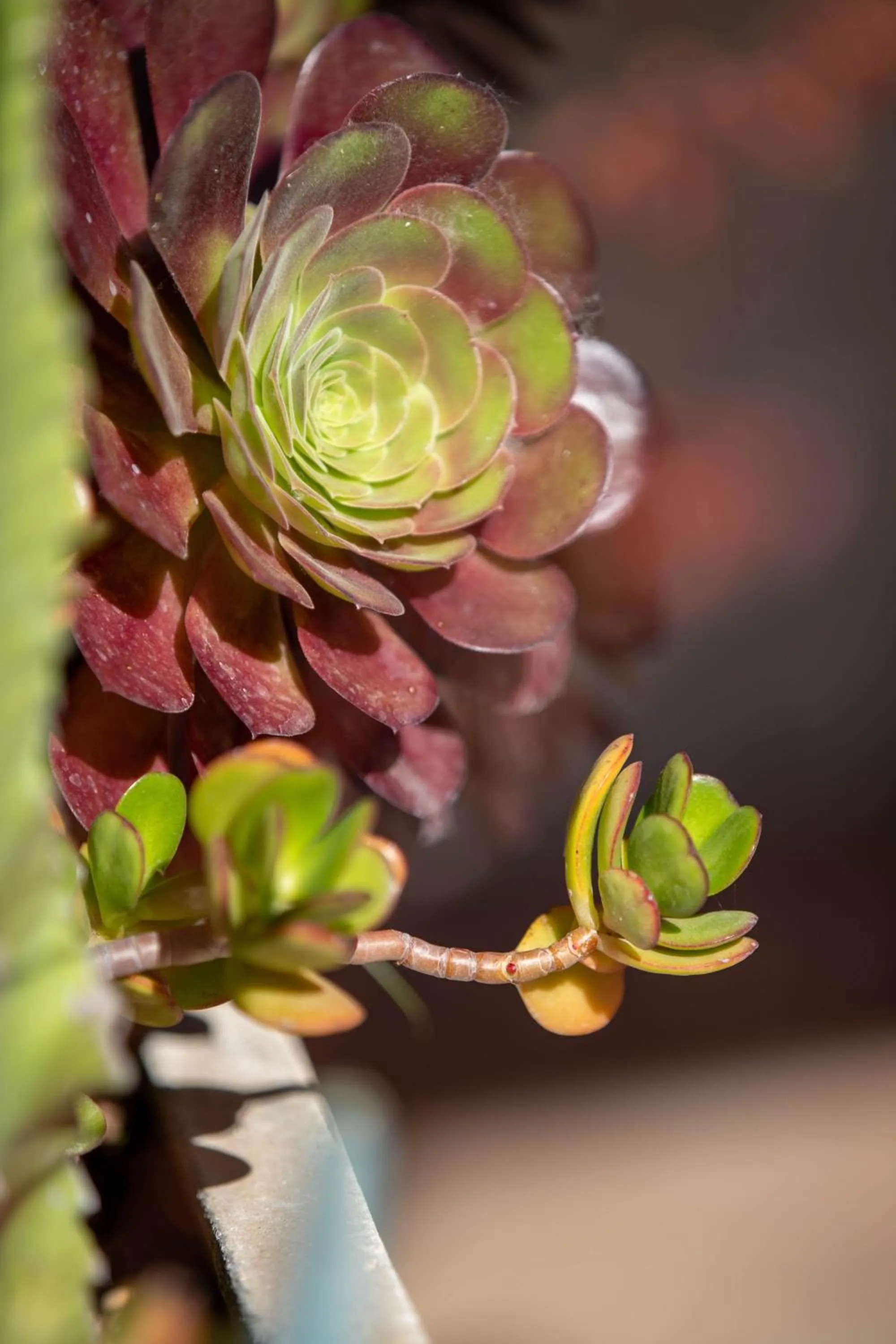 Decorative detail in Affittacamere Campus Trigoria
