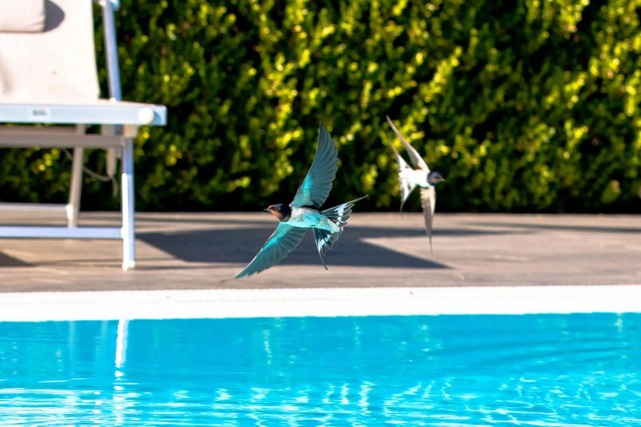 Animals in Affittacamere Campus Trigoria