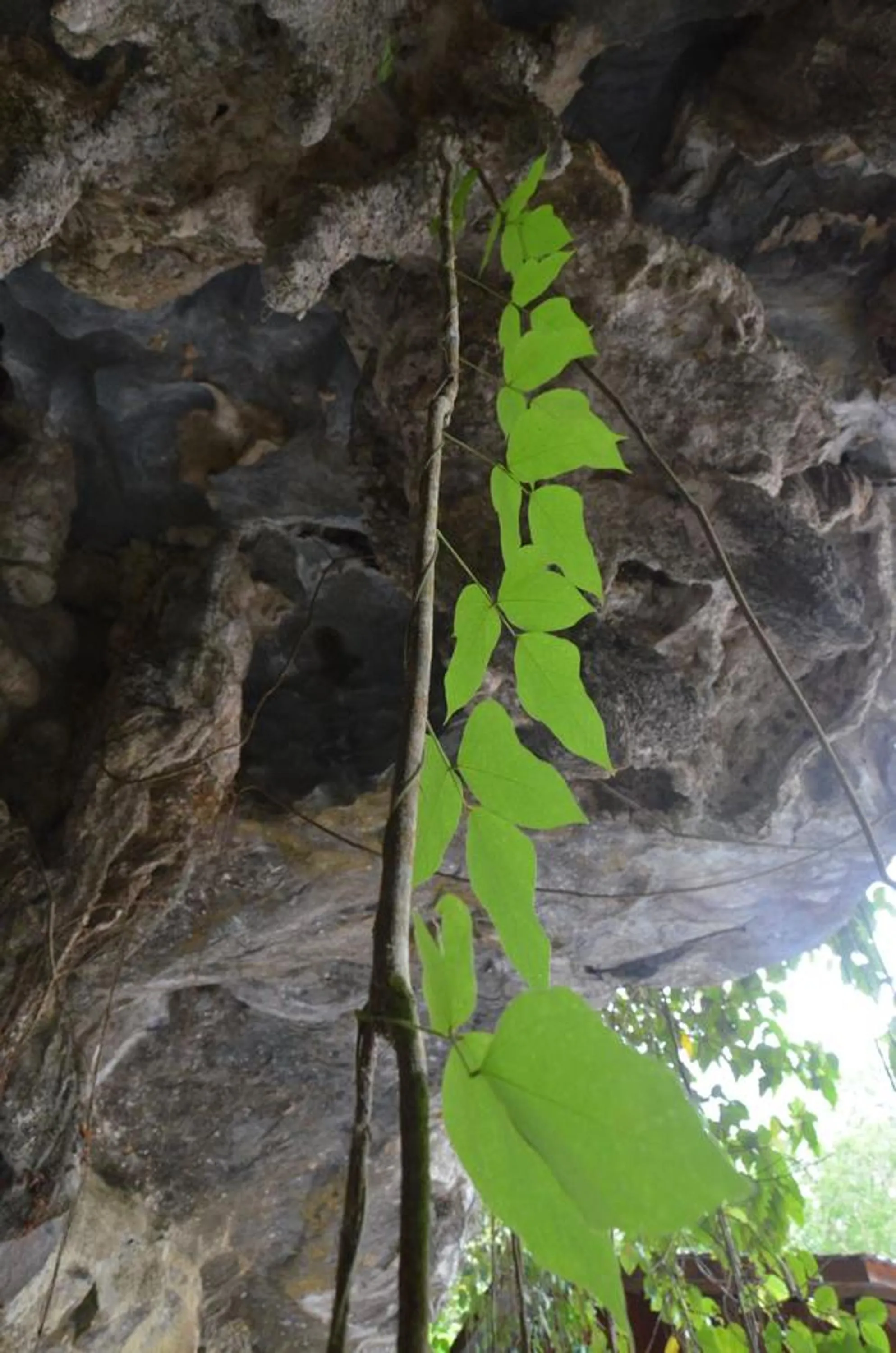 Natural landscape in Country house Pulai Holiday Village