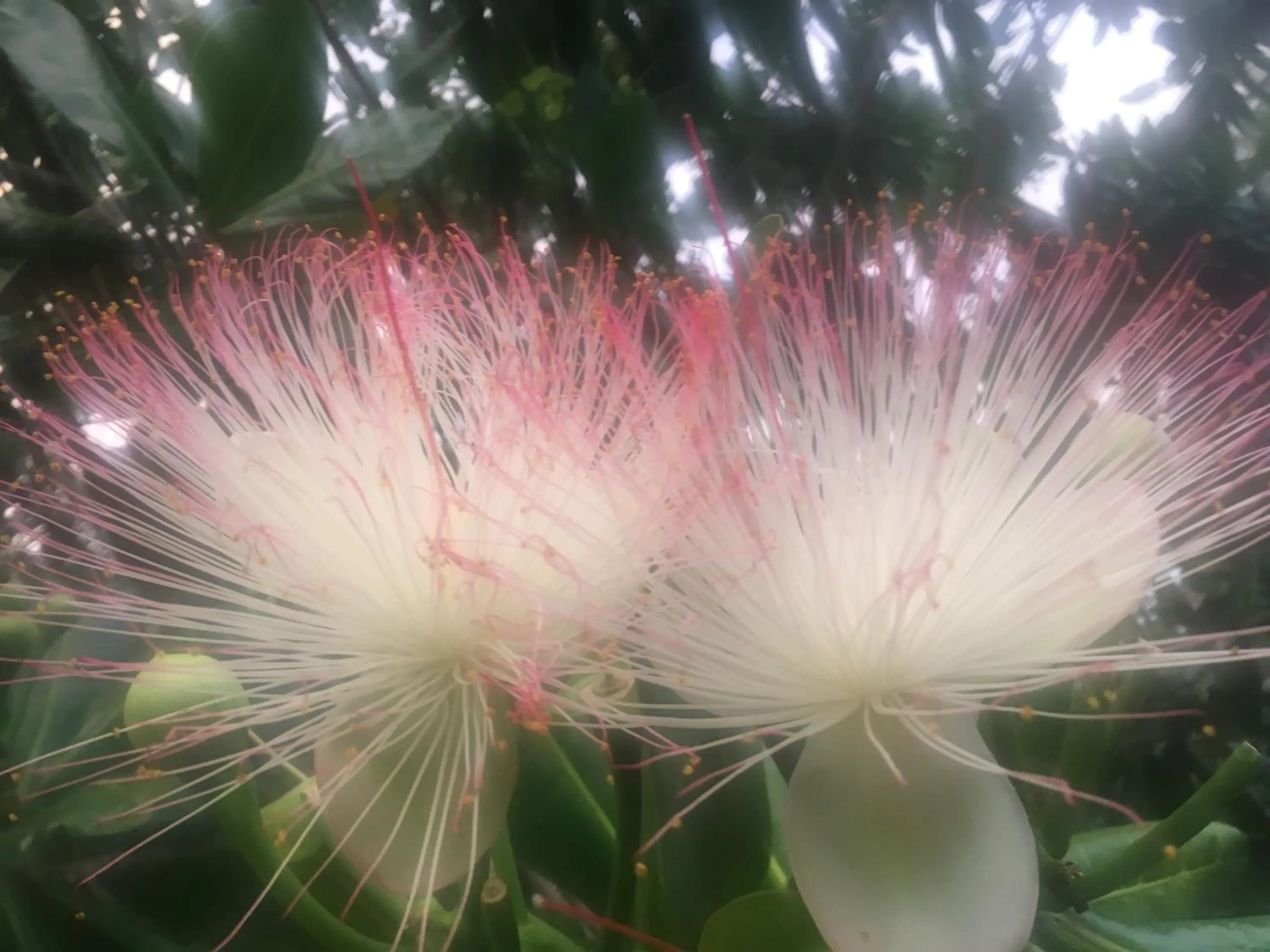 Garden in Raja Beach Hotel