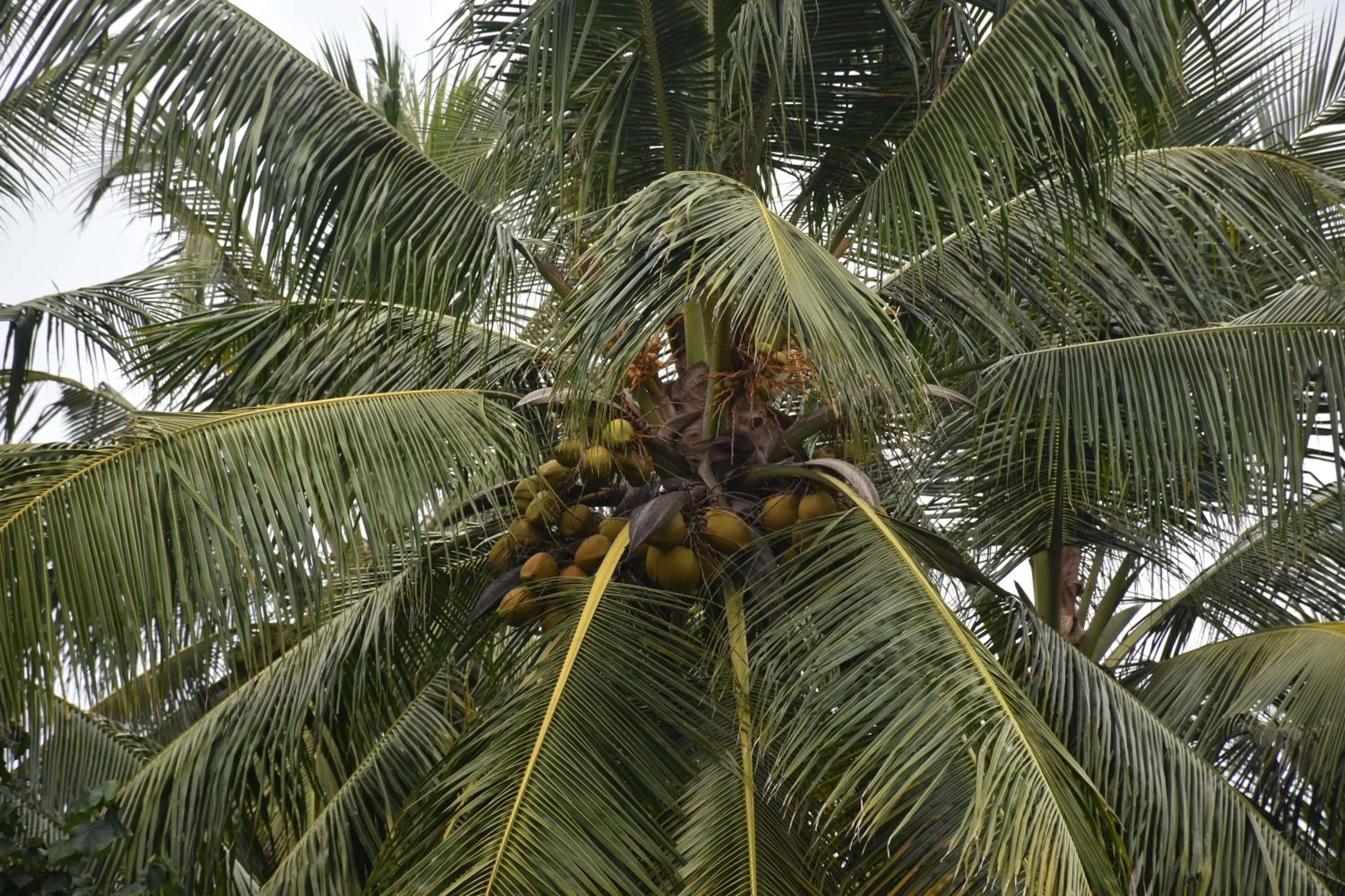 View (from property/room) in Aaradhya Mirissa By Ocean Reach Holidays