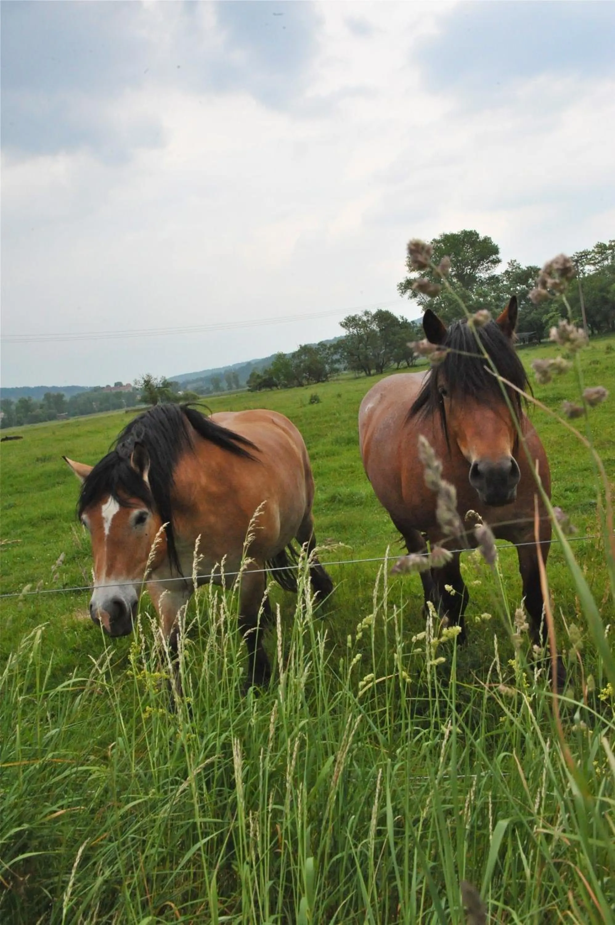 Animals in Biohotel Stiftsgut Wilhelmsglücksbrunn