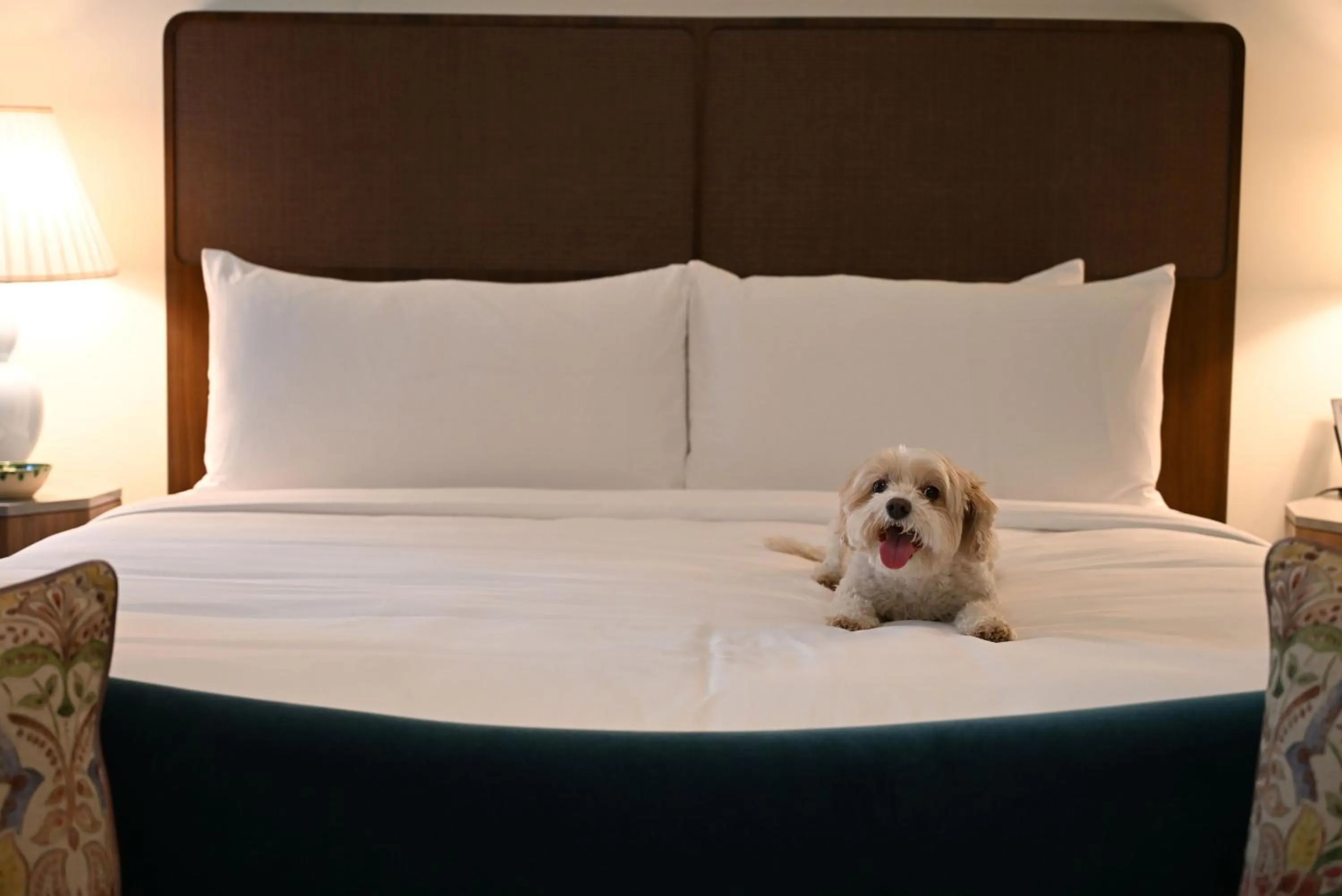 Pets, Bed in Hotel Granada, a Design Hotel
