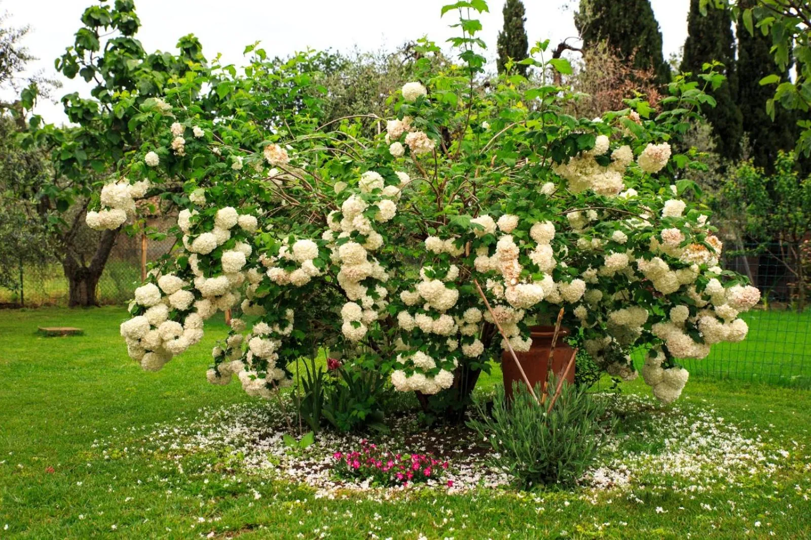 Garden in I Glicini Appartamento