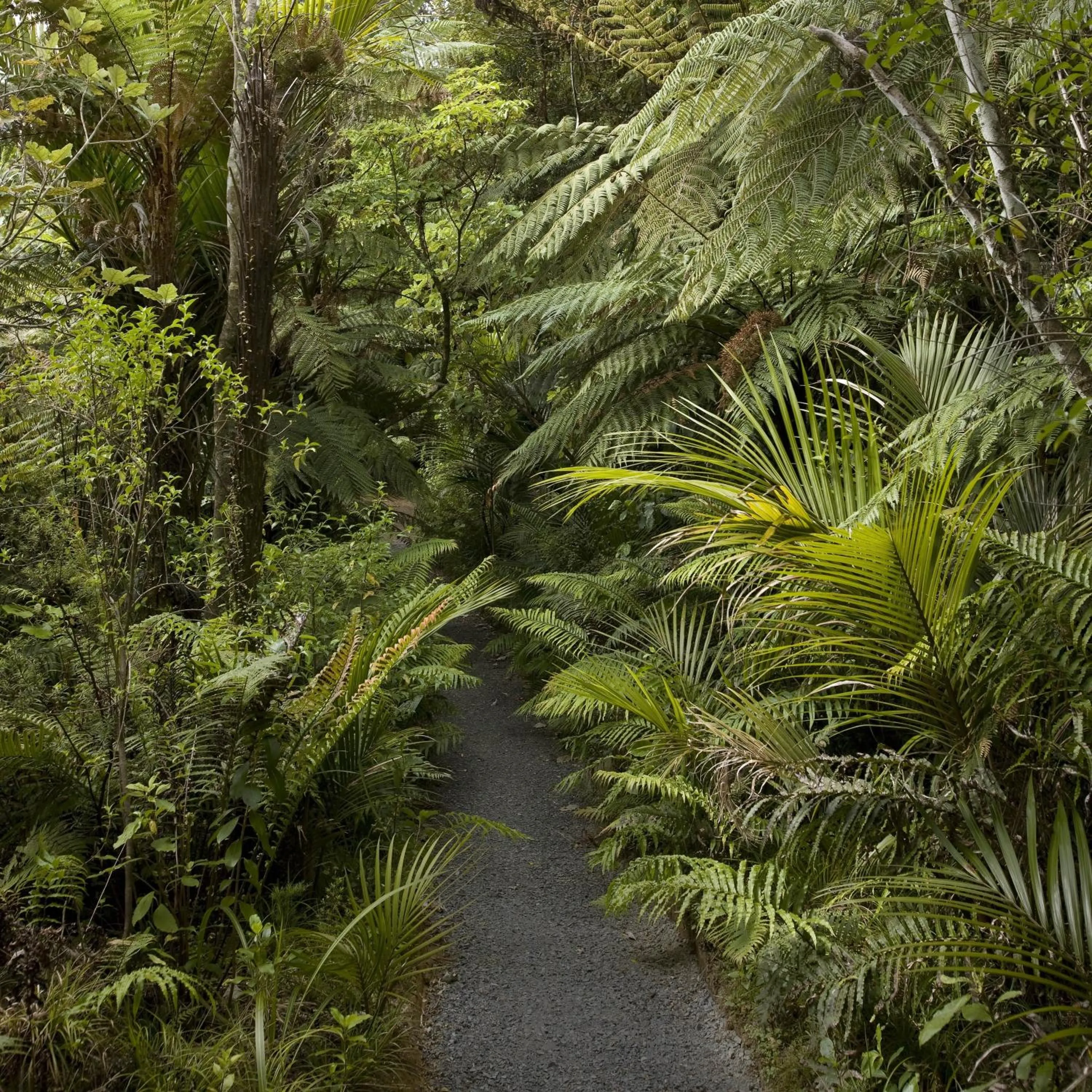 Garden in Rapaura Watergardens