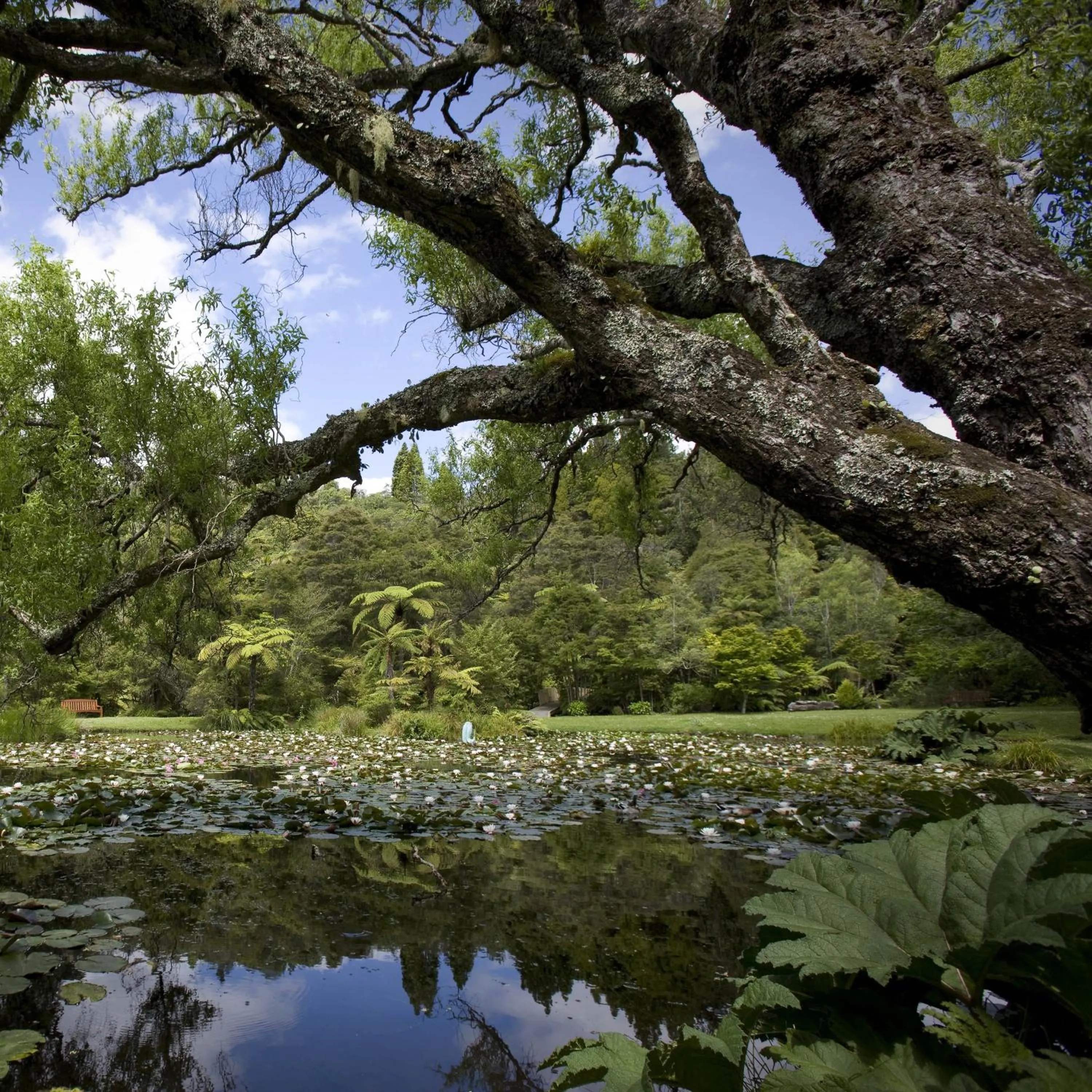 Garden in Rapaura Watergardens