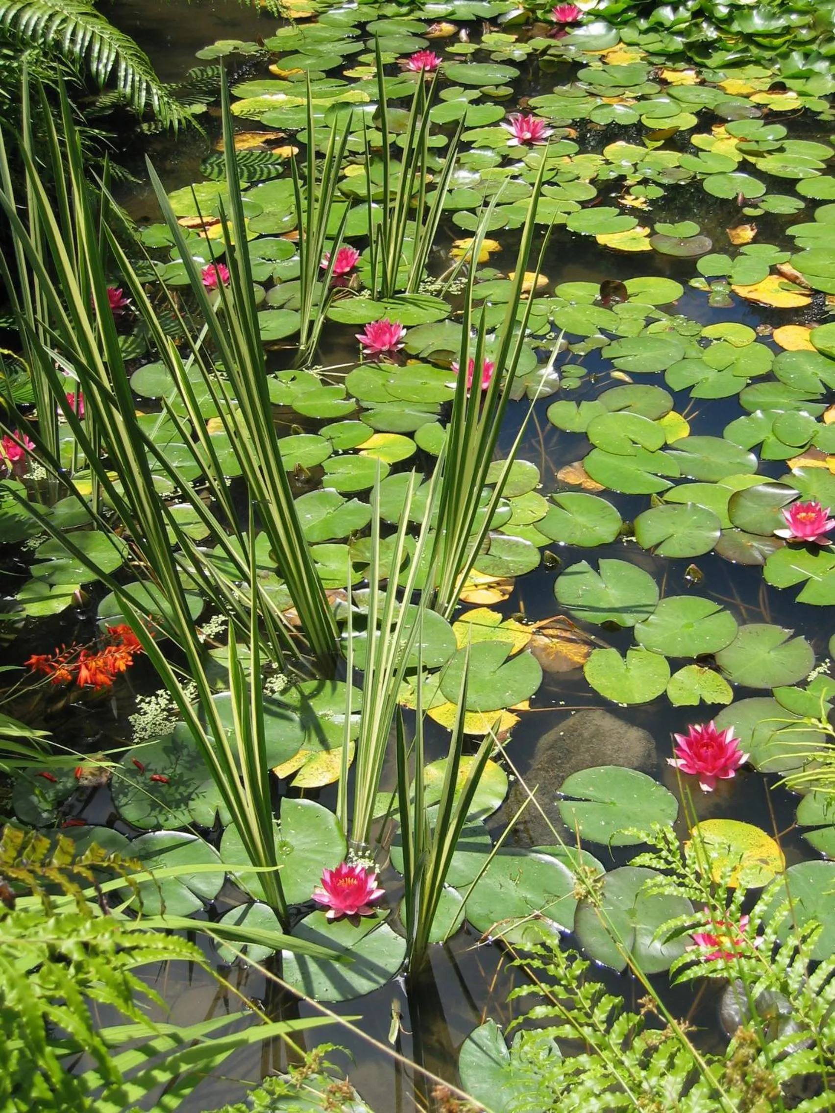 Garden in Rapaura Watergardens
