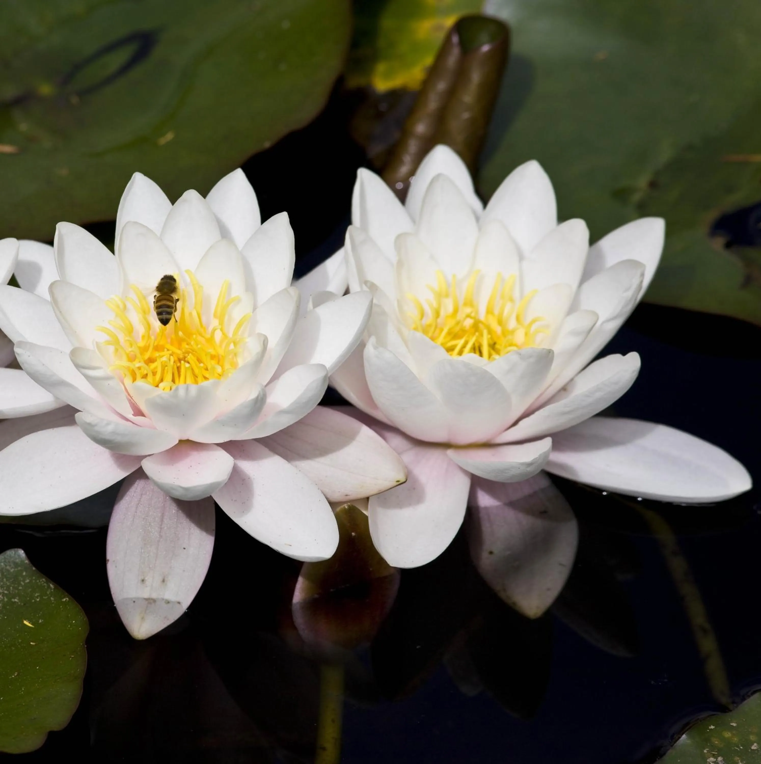 Garden in Rapaura Watergardens