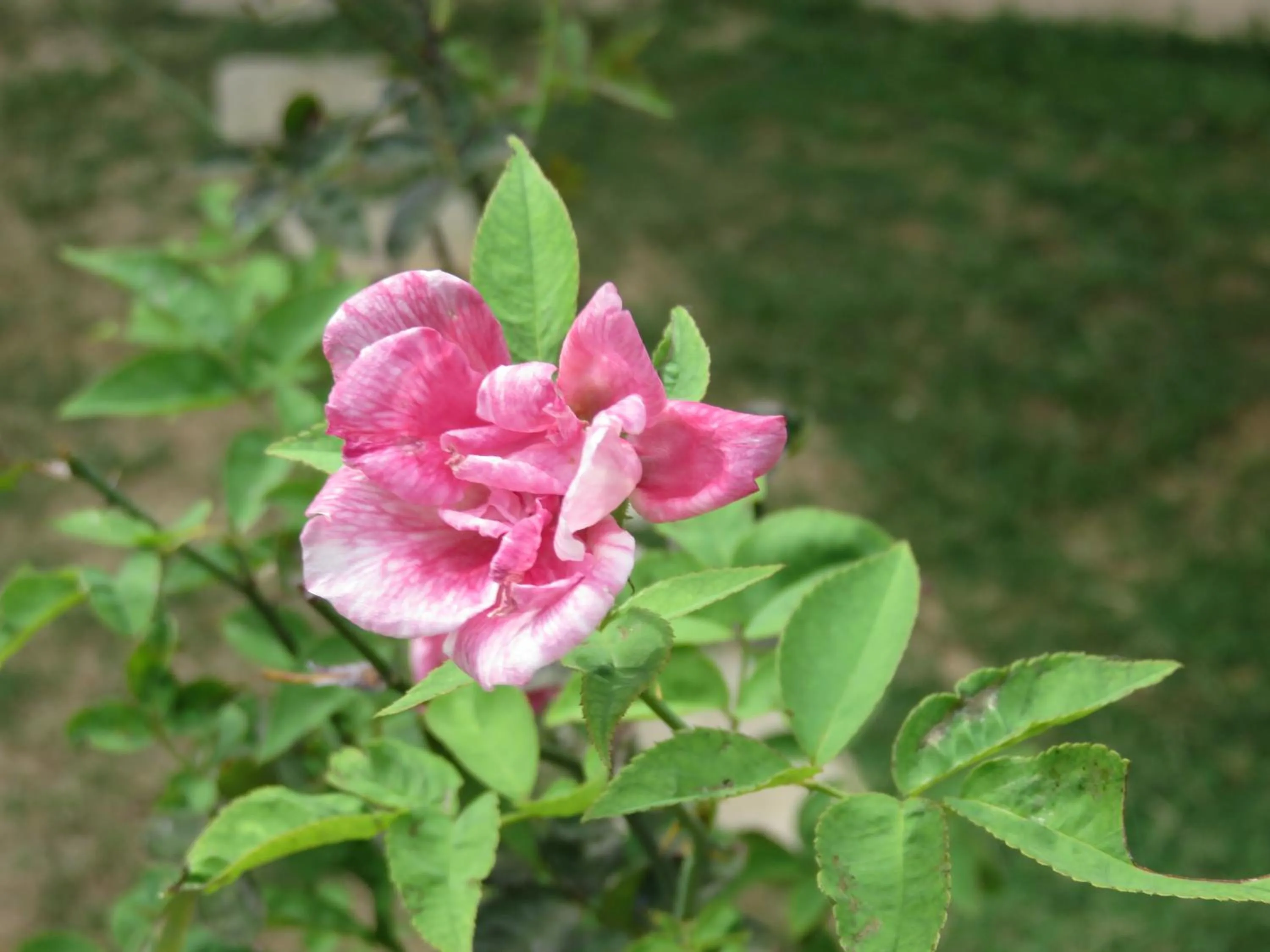Garden in Beach Lagoon Guesthouse
