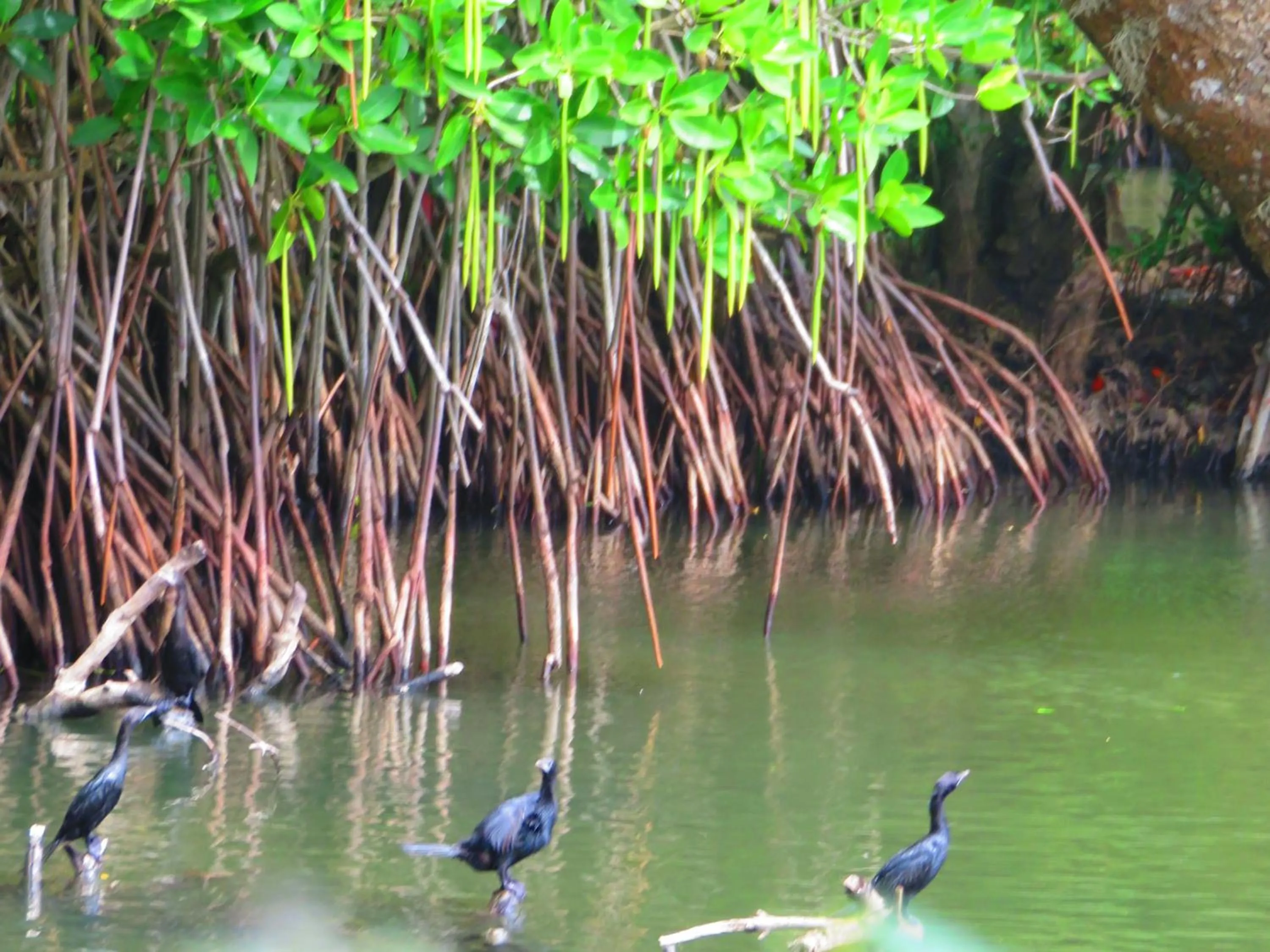 Animals in Beach Lagoon Guesthouse