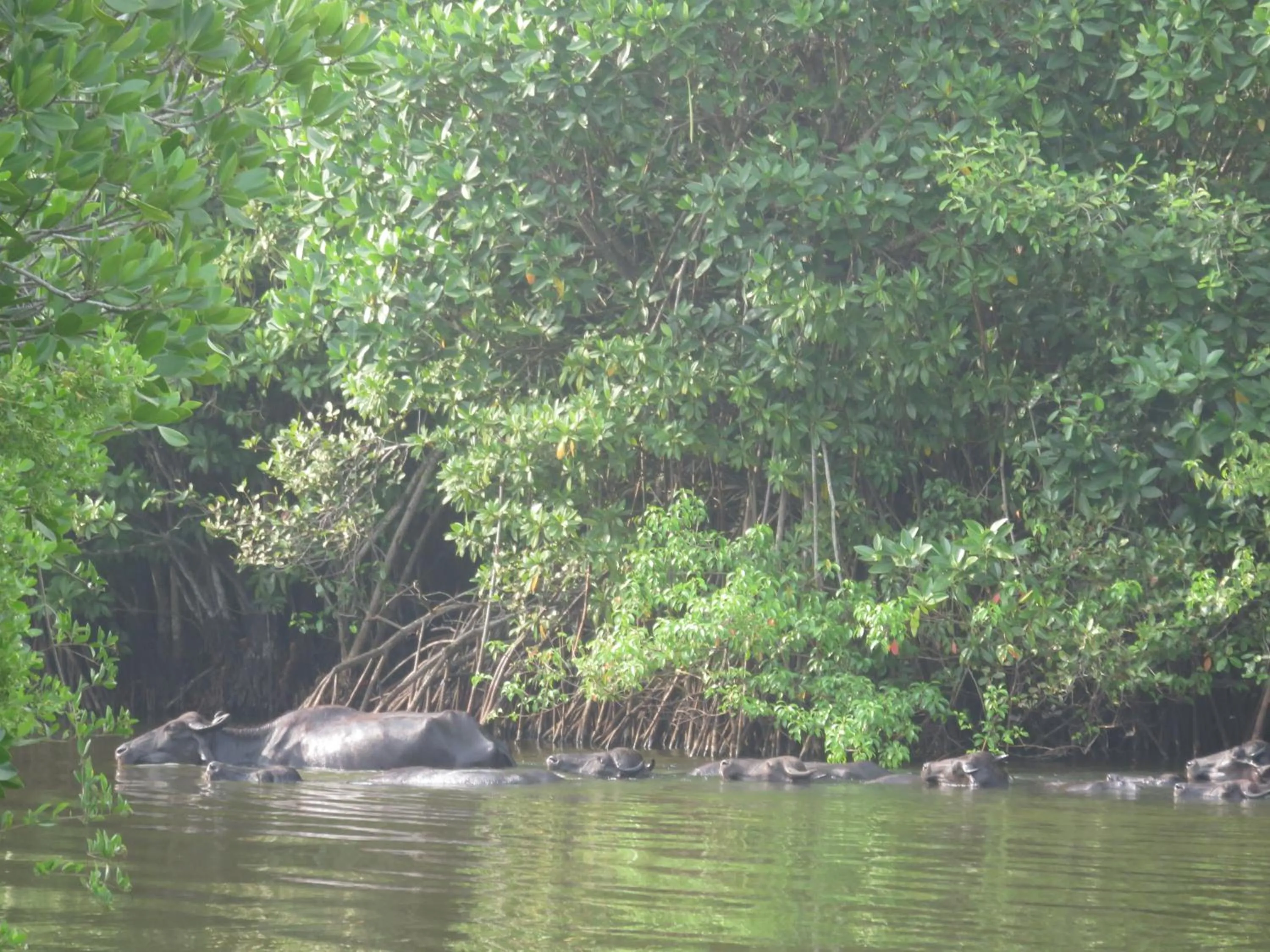 Animals in Beach Lagoon Guesthouse