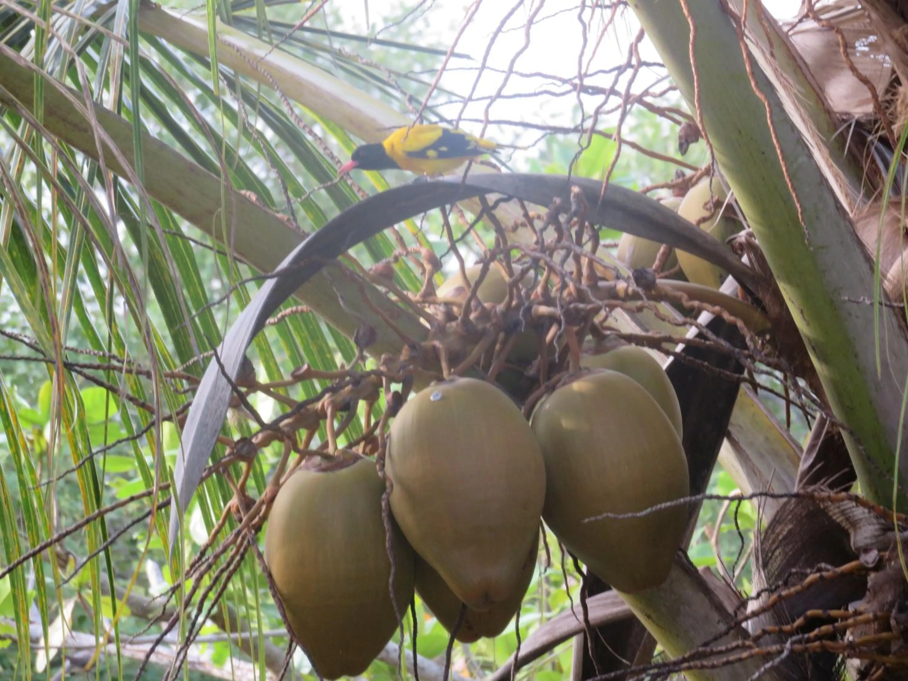 Animals in Beach Lagoon Guesthouse