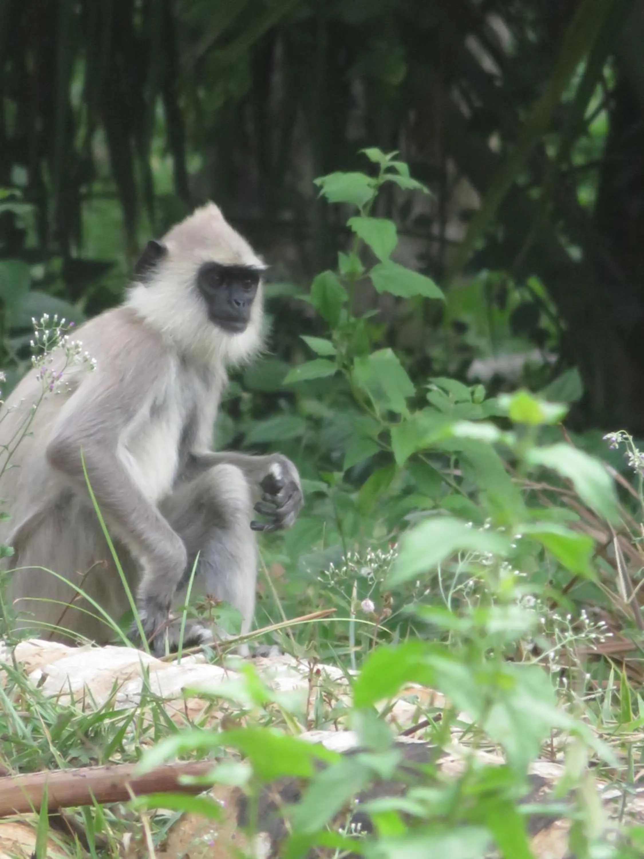 Garden in Beach Lagoon Guesthouse