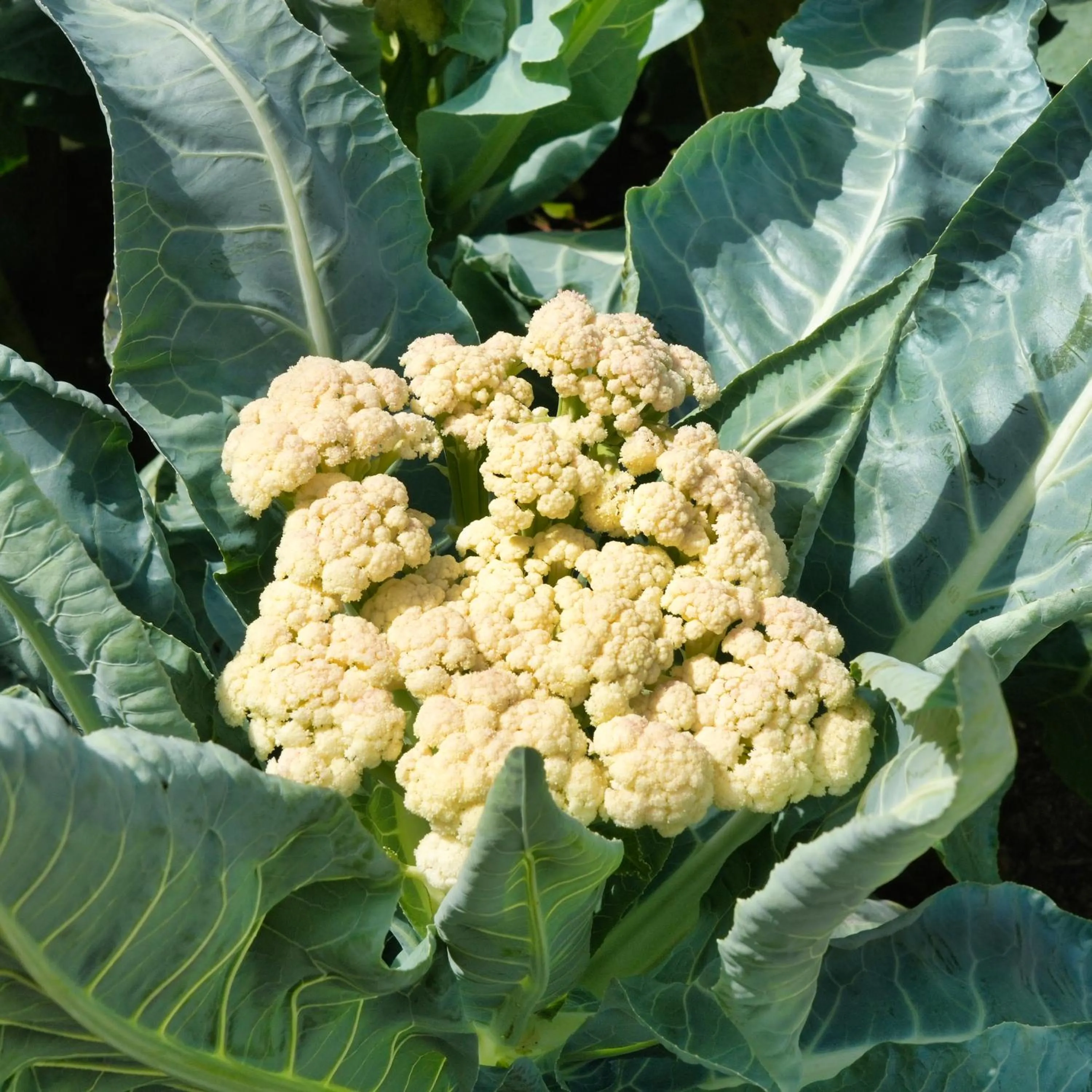 Garden in Mantis Soanambo Hotel And Spa