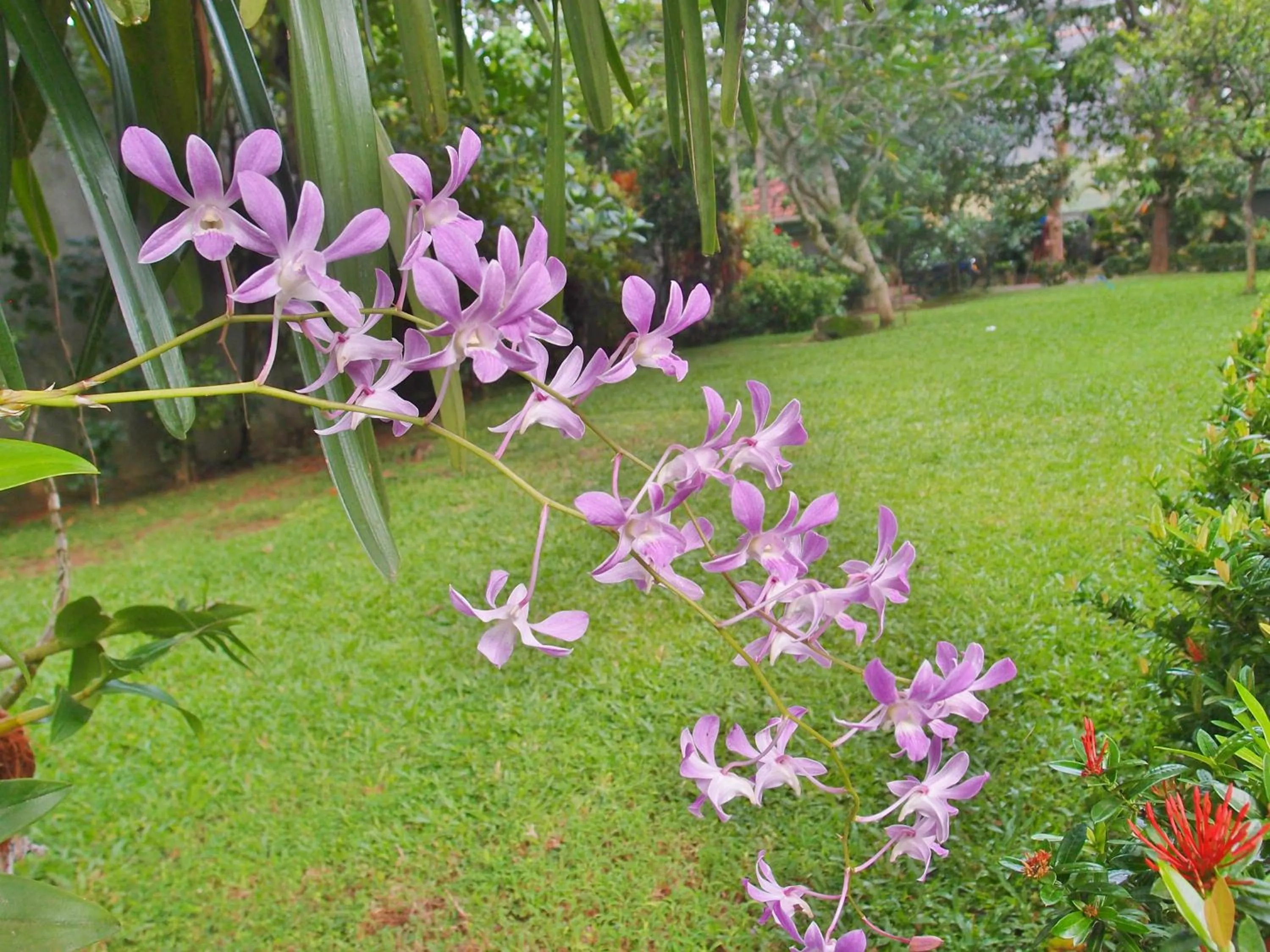 Garden in Unawatuna Nor Lanka Hotel