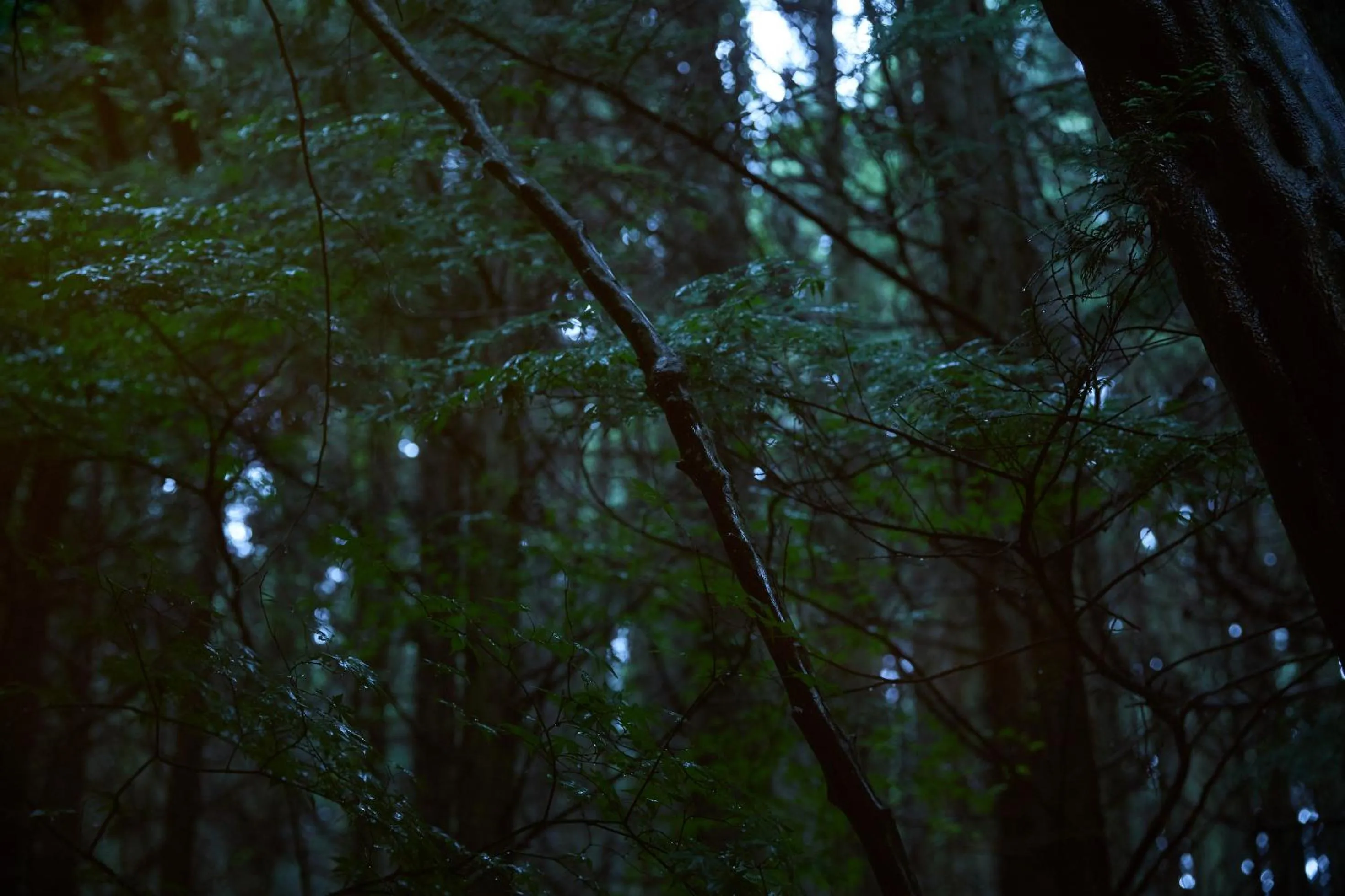 Natural landscape in Forest Inn Born