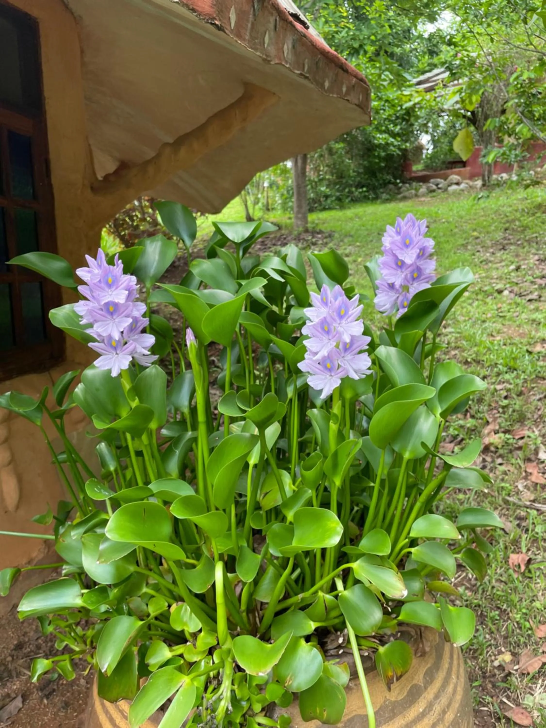 Garden in Chiang Dao Roundhouses