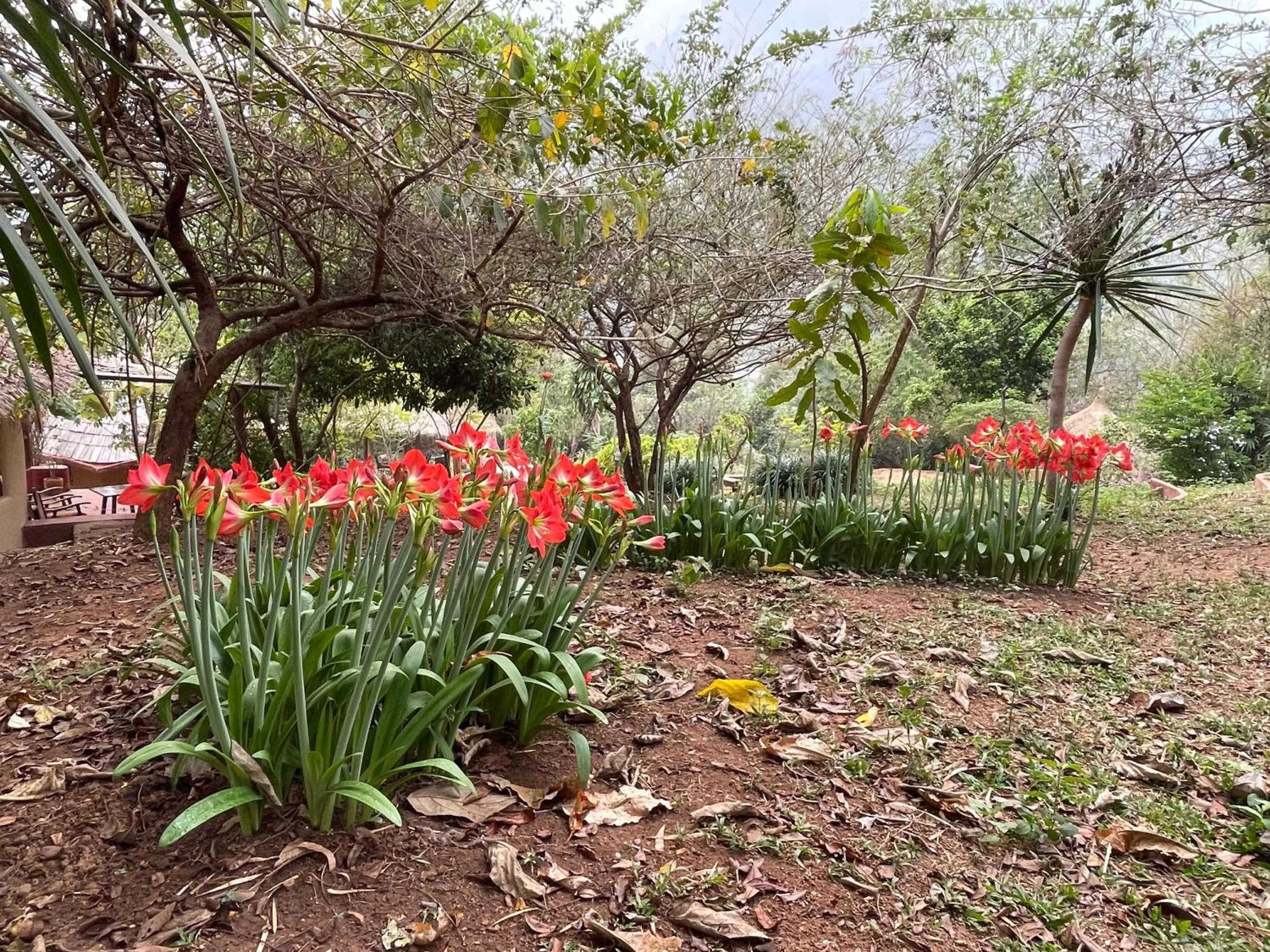 Garden in Chiang Dao Roundhouses