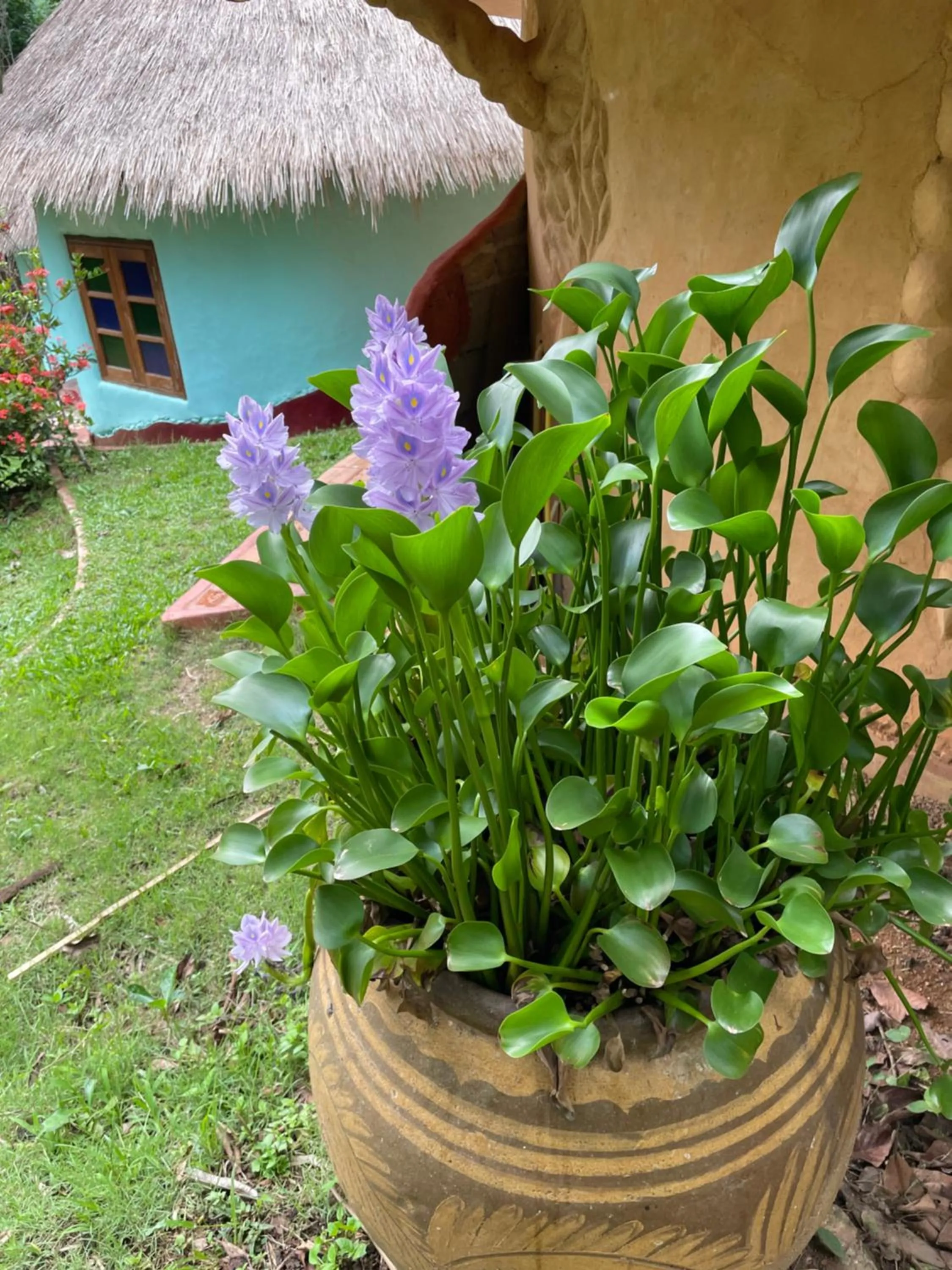 Garden in Chiang Dao Roundhouses
