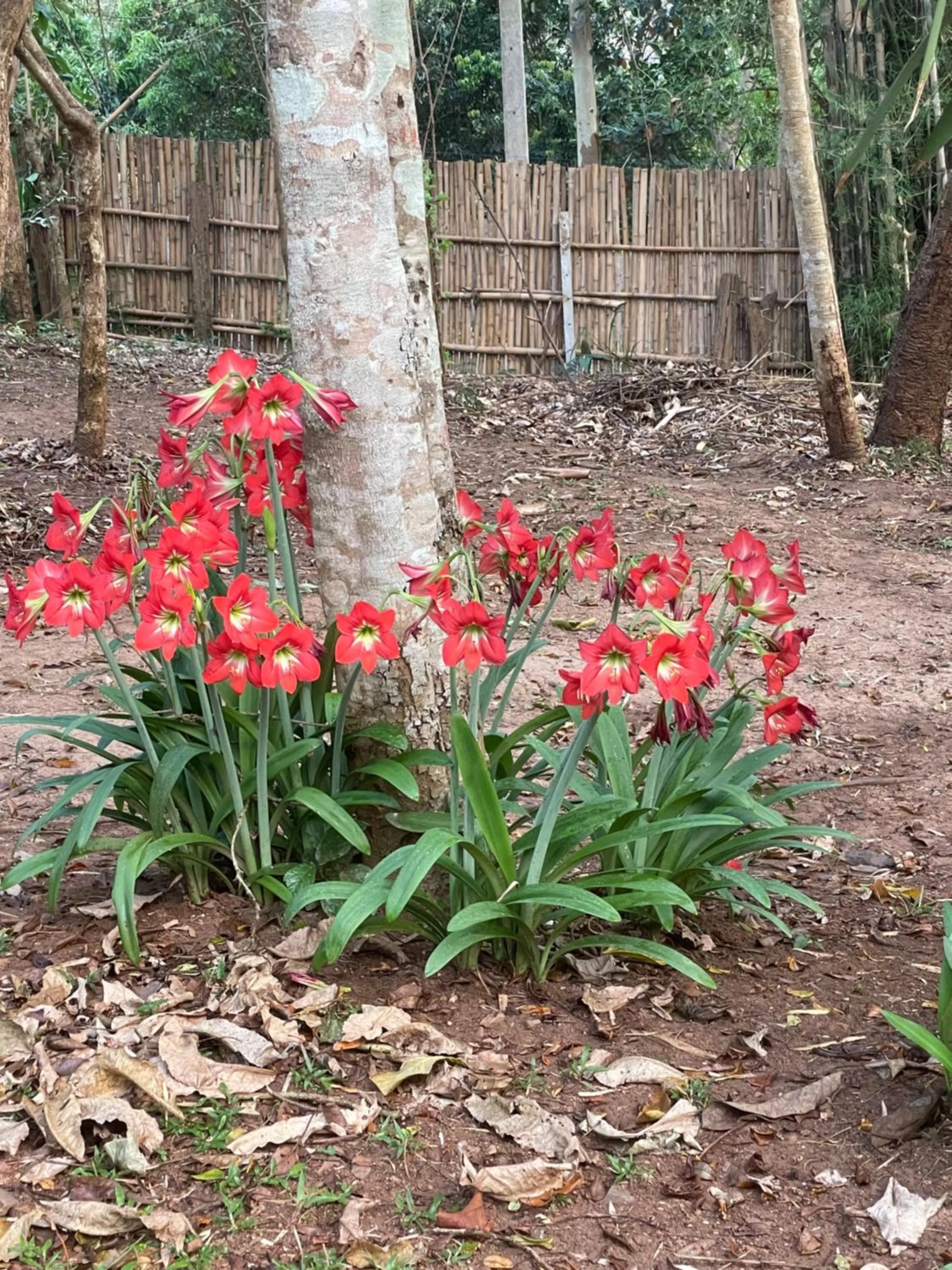 Garden view in Chiang Dao Roundhouses
