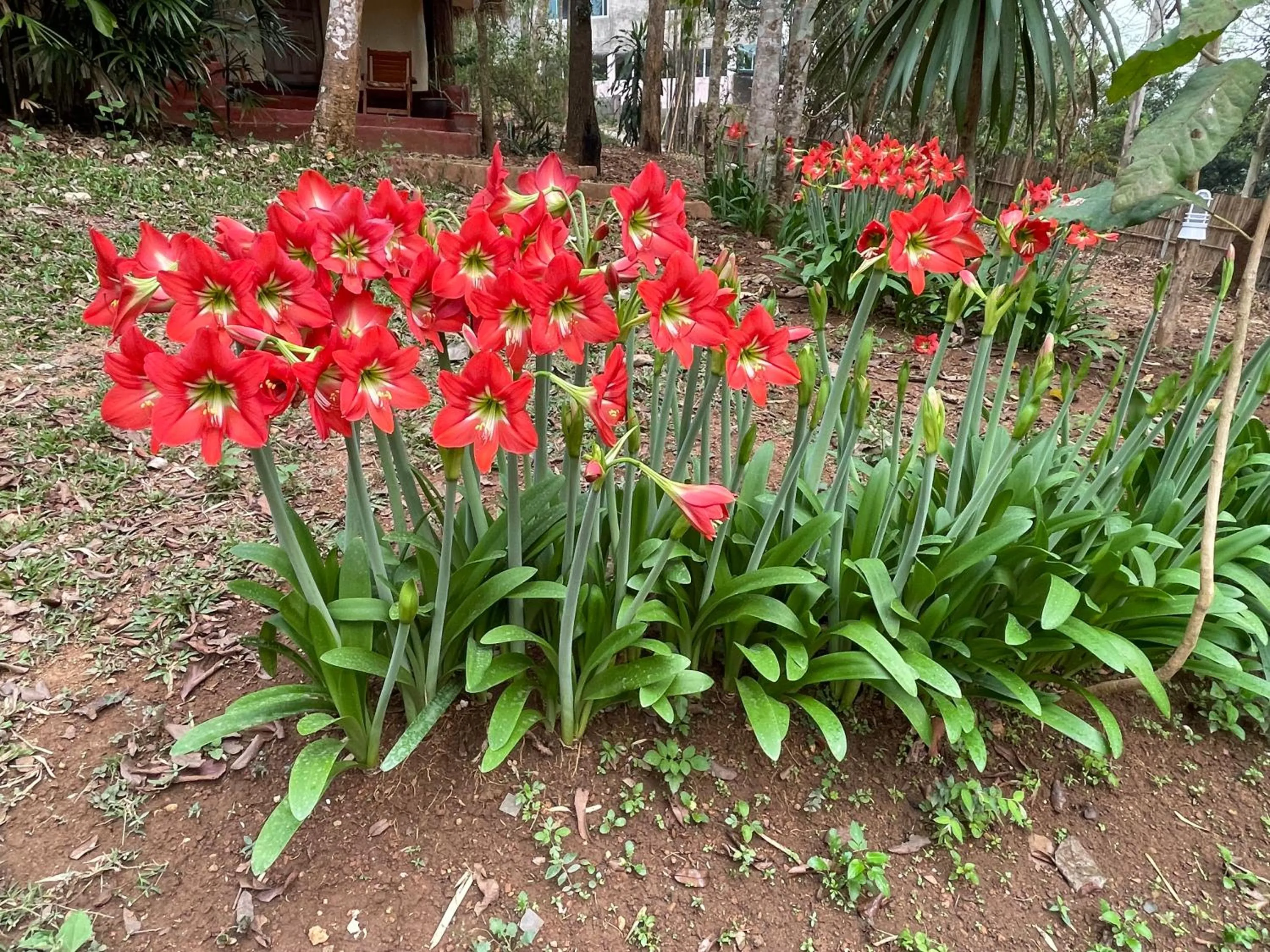 Garden in Chiang Dao Roundhouses