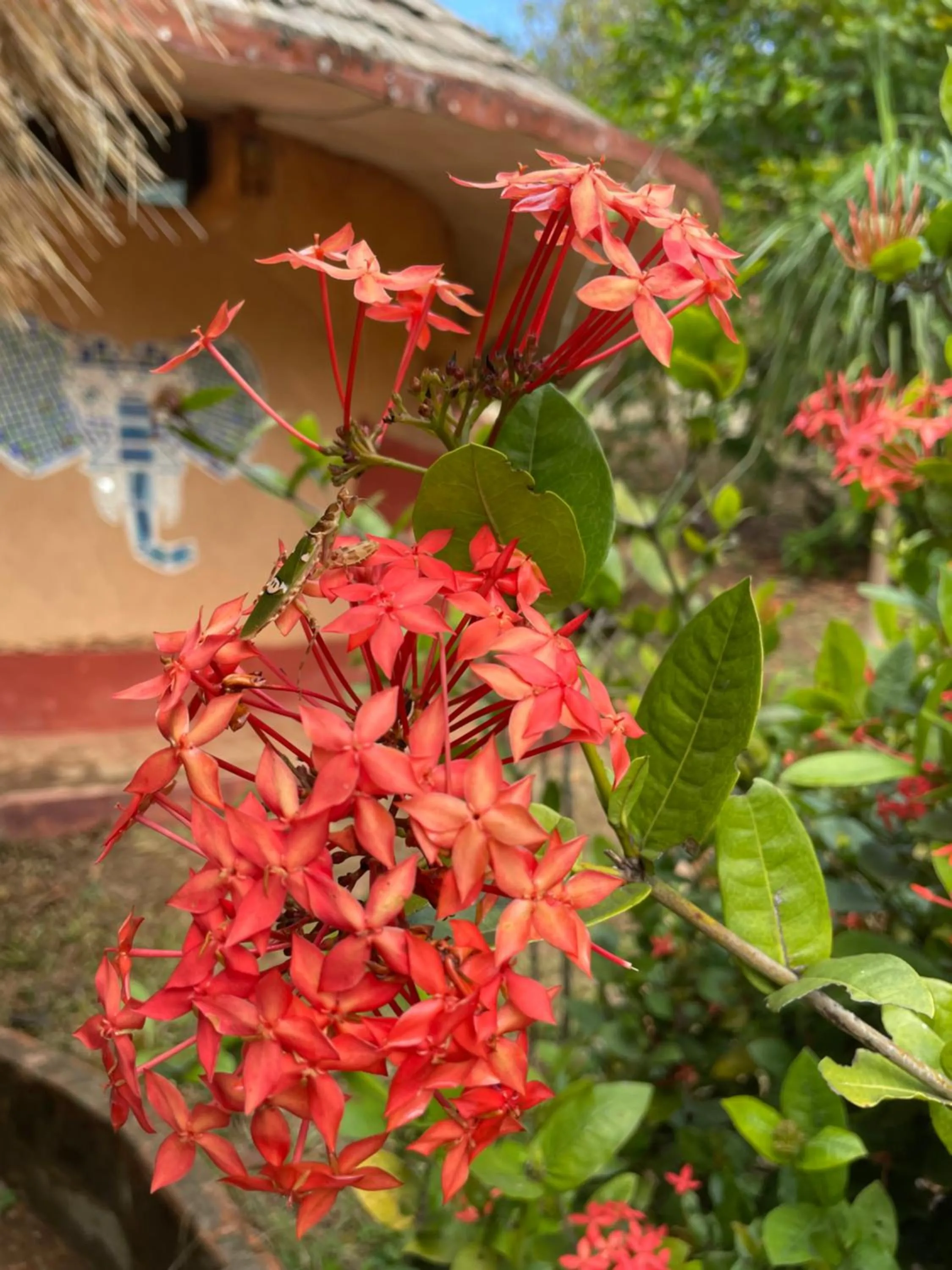 Garden in Chiang Dao Roundhouses
