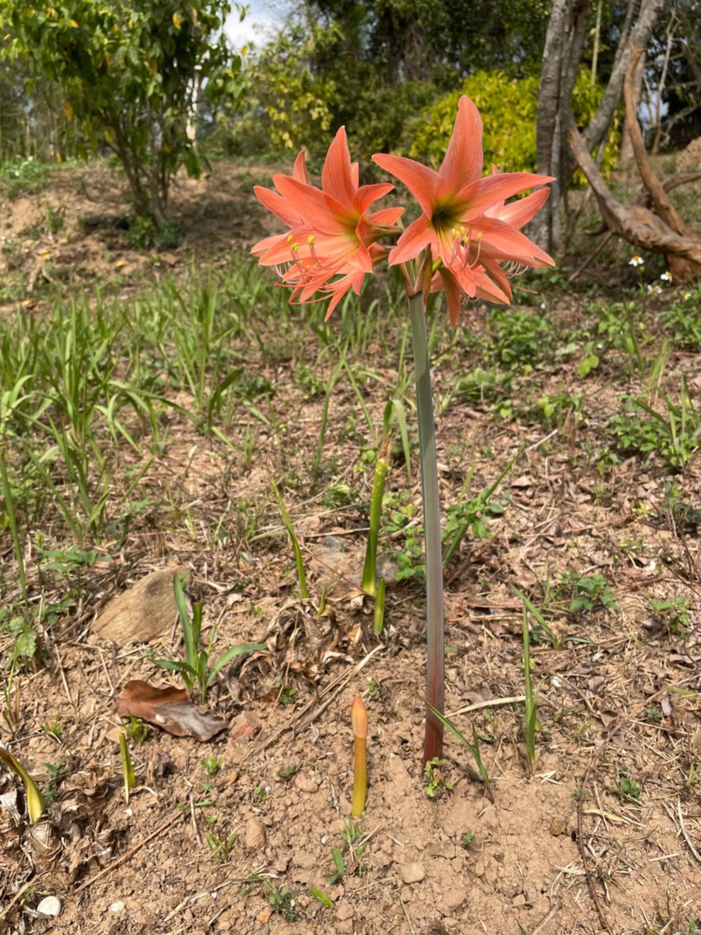 Garden in Chiang Dao Roundhouses