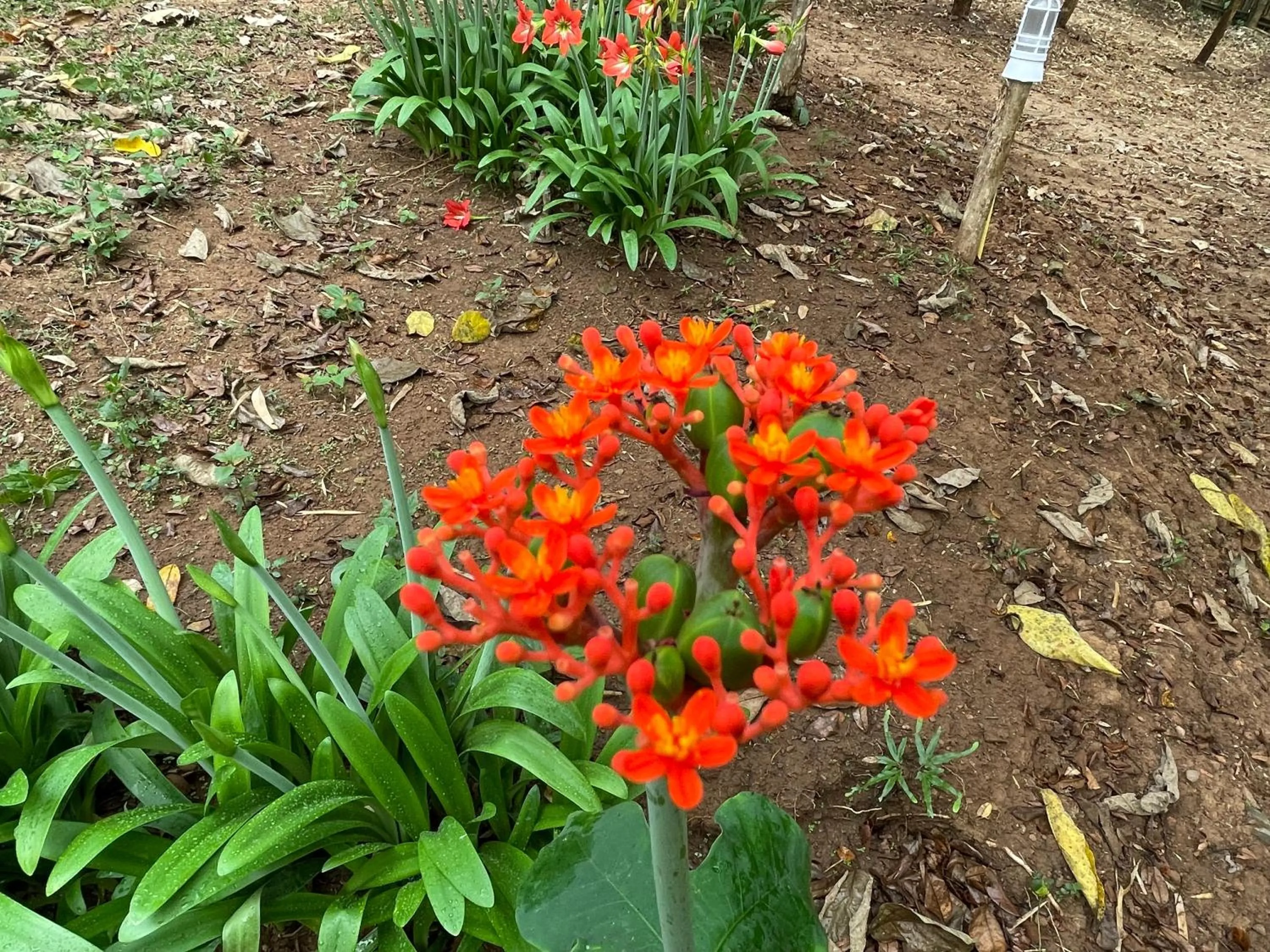 Garden in Chiang Dao Roundhouses