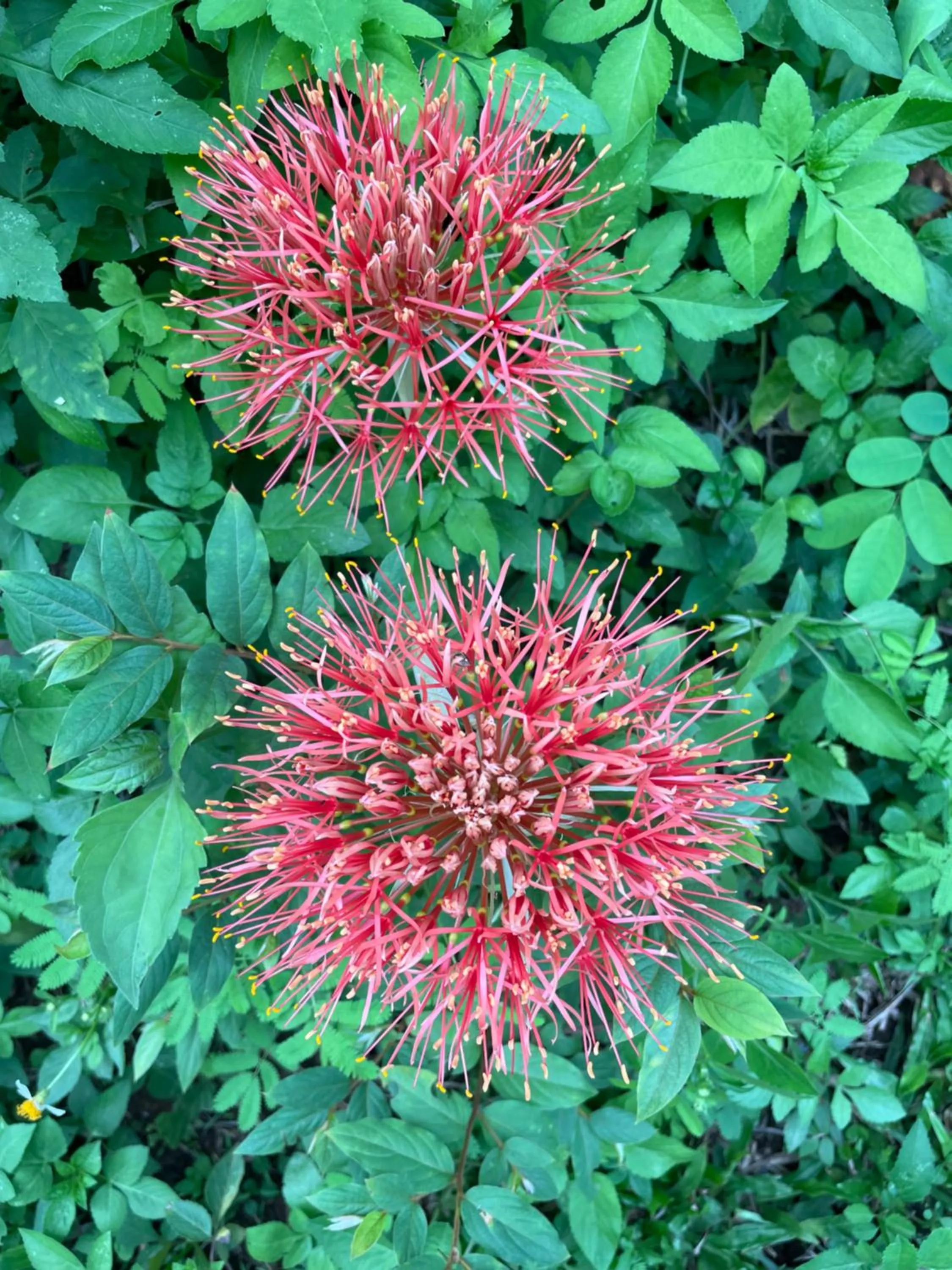 Garden in Chiang Dao Roundhouses