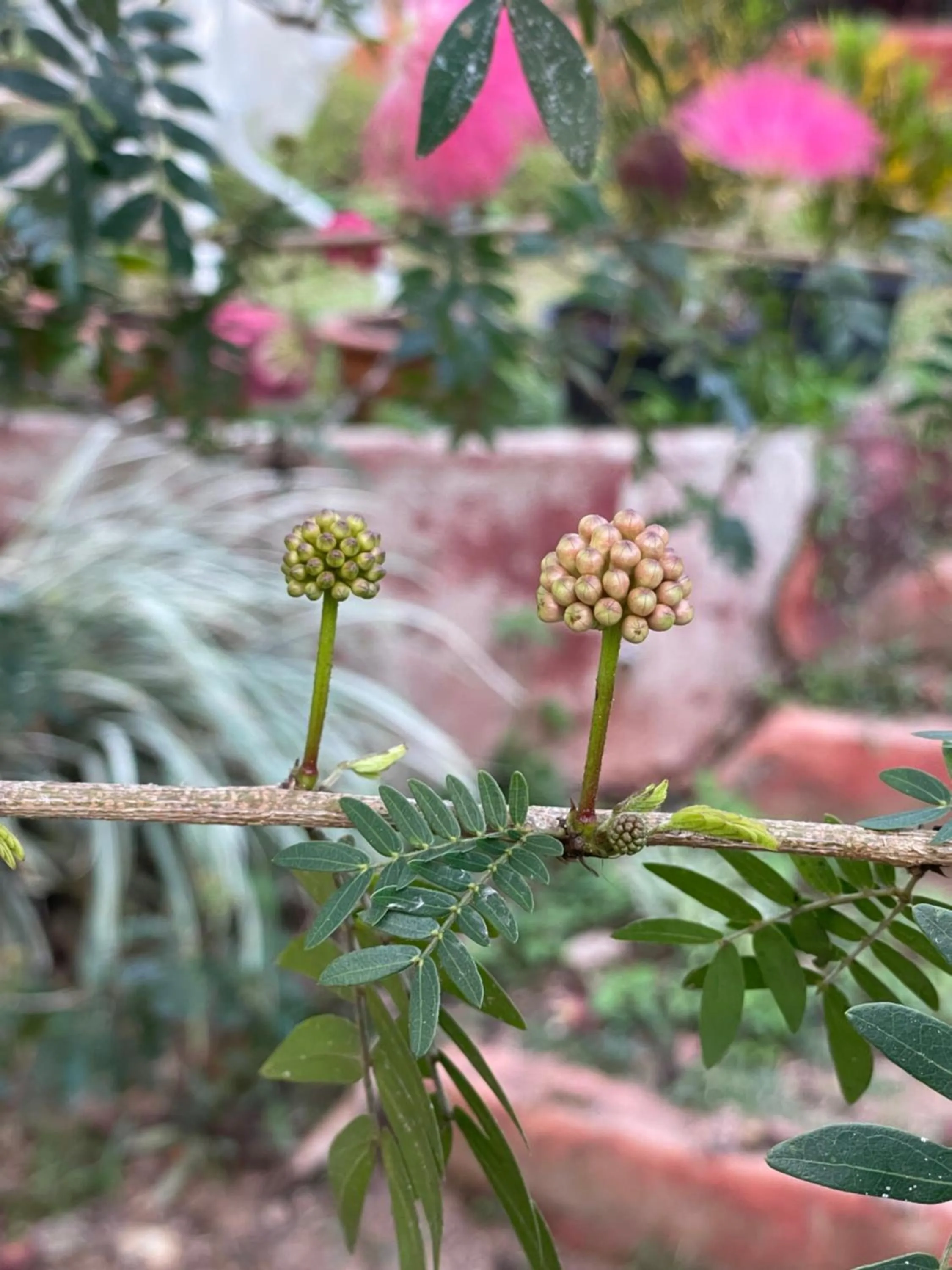 Garden in Chiang Dao Roundhouses